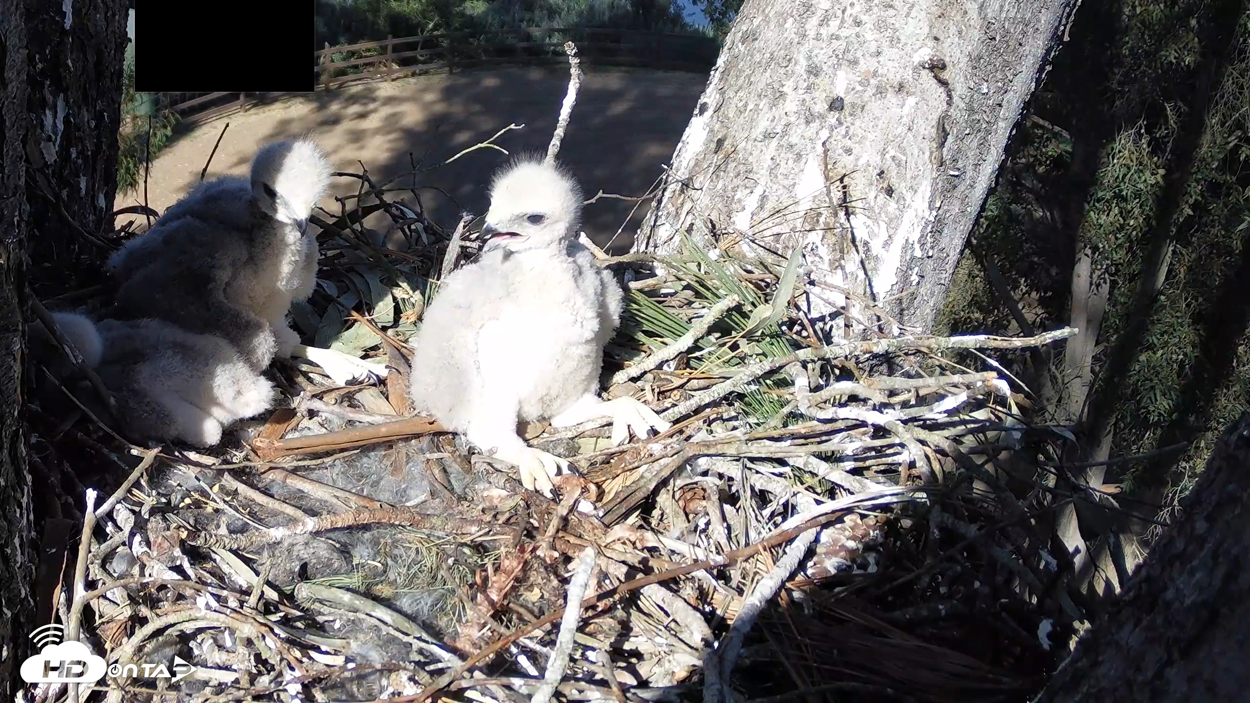 Snapshot of Red-Tailed Hawk Live Webcam taken Apr 7, 2026, 4:39pm PDT