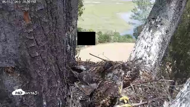 Snapshot of Red-Tailed Hawk Live Webcam taken May 3, 2026, 2:06pm PDT