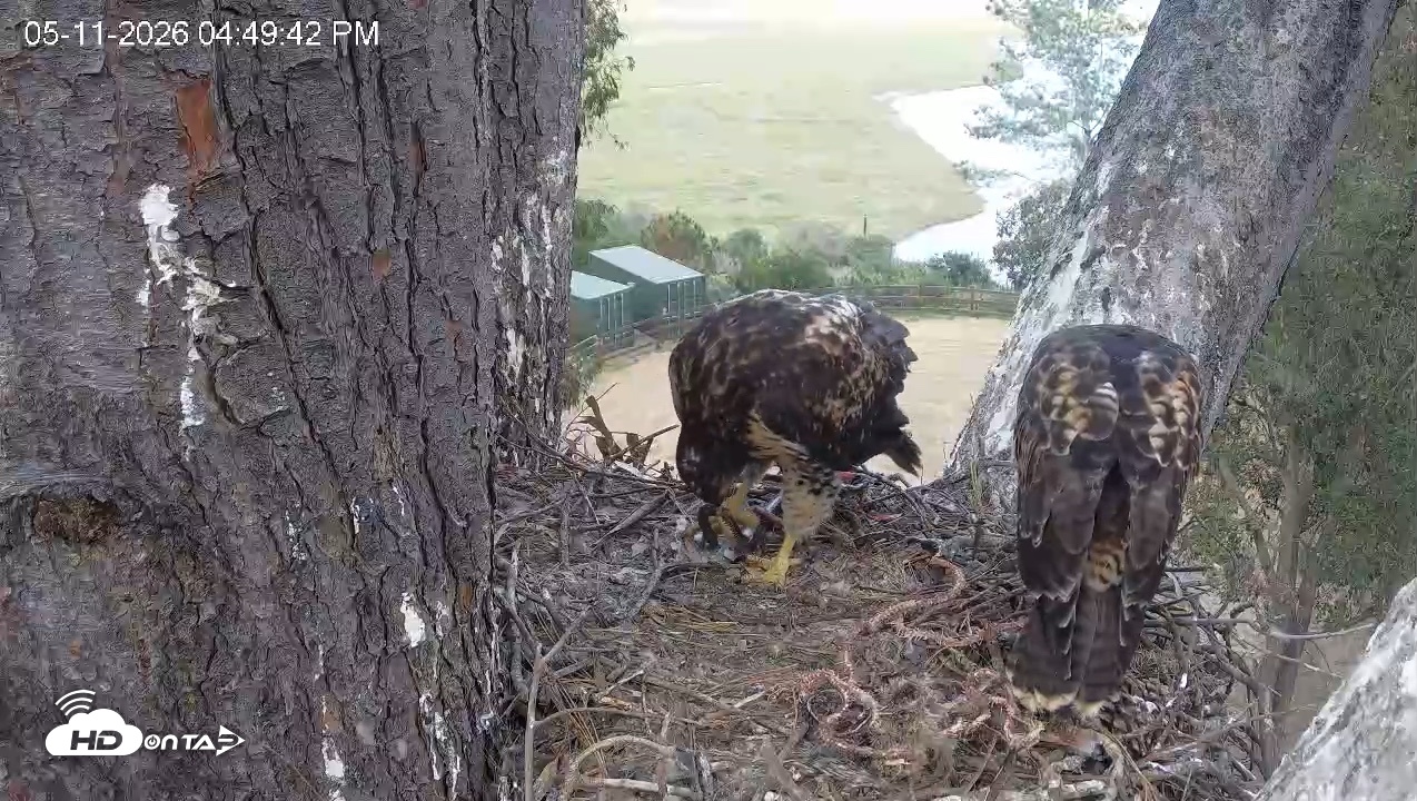 Snapshot of Red-Tailed Hawk Live Webcam taken May 11, 2026, 5:50pm PDT
