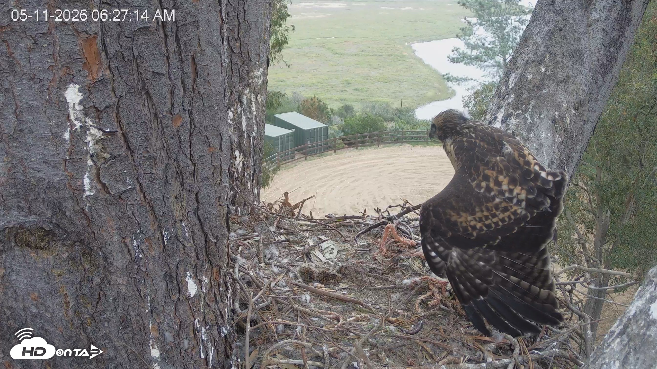 Snapshot of Red-Tailed Hawk Live Webcam taken May 11, 2026, 7:28am PDT