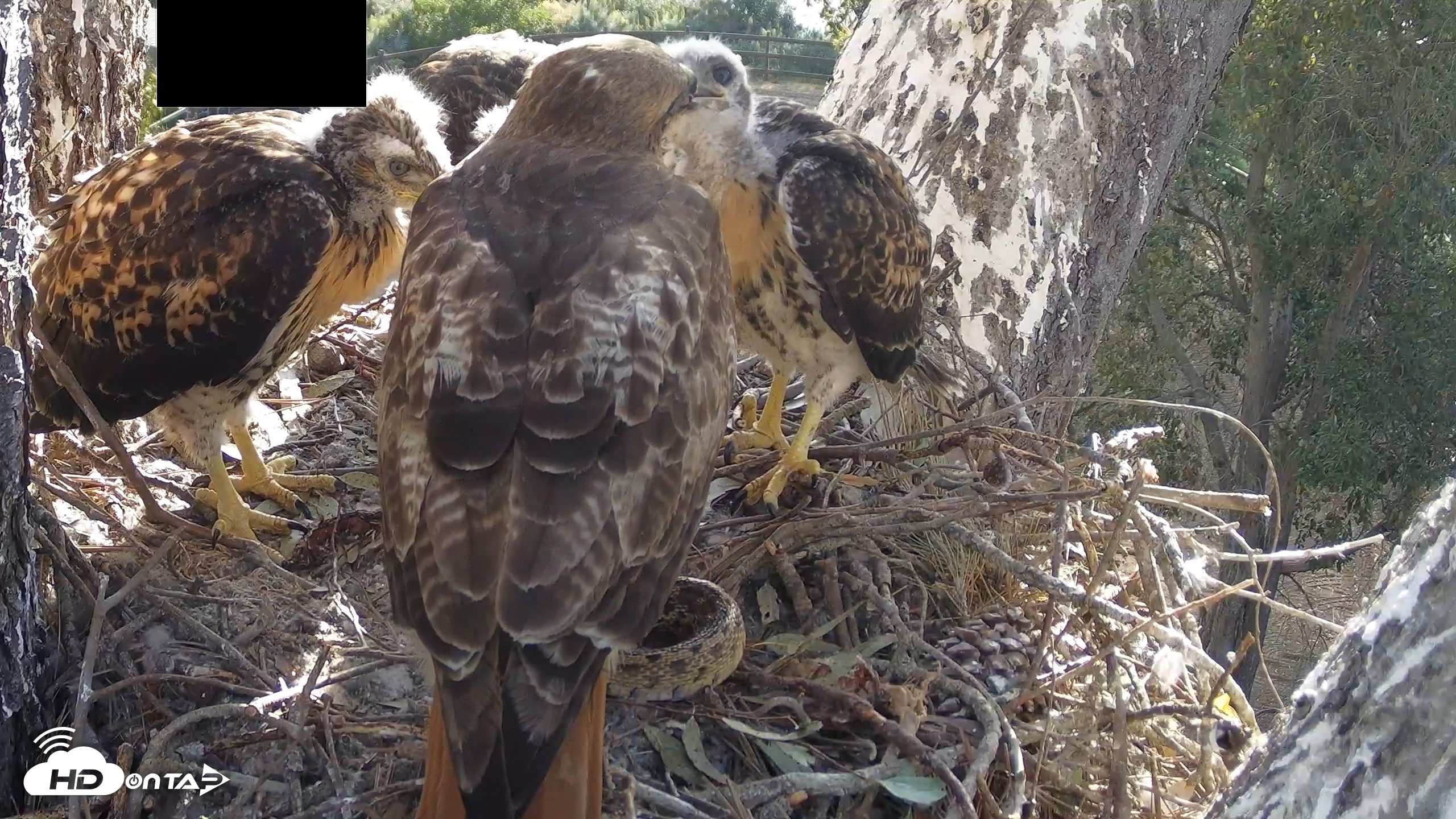 Snapshot of Red-Tailed Hawk Live Webcam taken Apr 28, 2026, 7:23am PDT