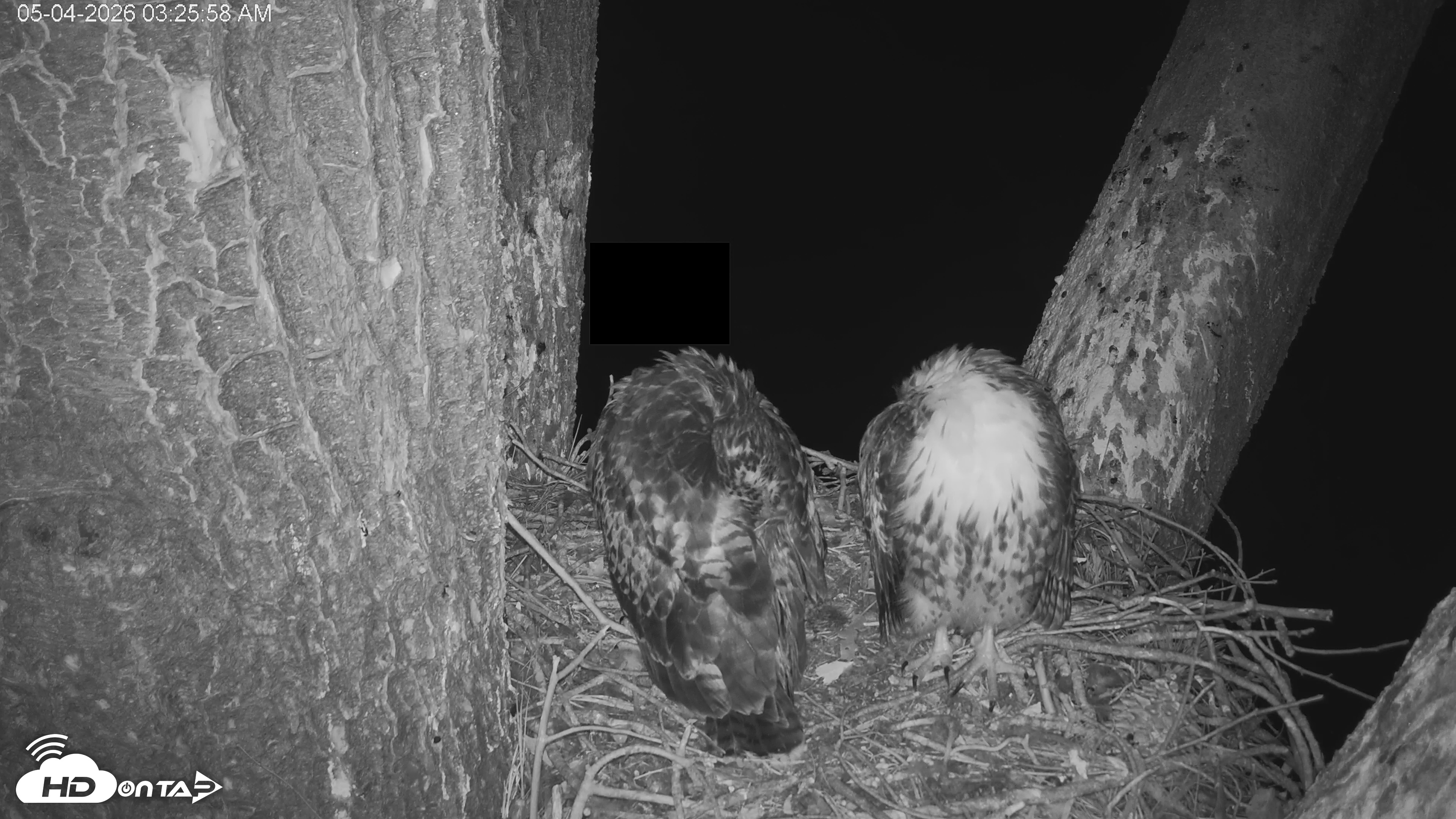 Snapshot of Red-Tailed Hawk Live Webcam taken May 4, 2026, 4:26am PDT