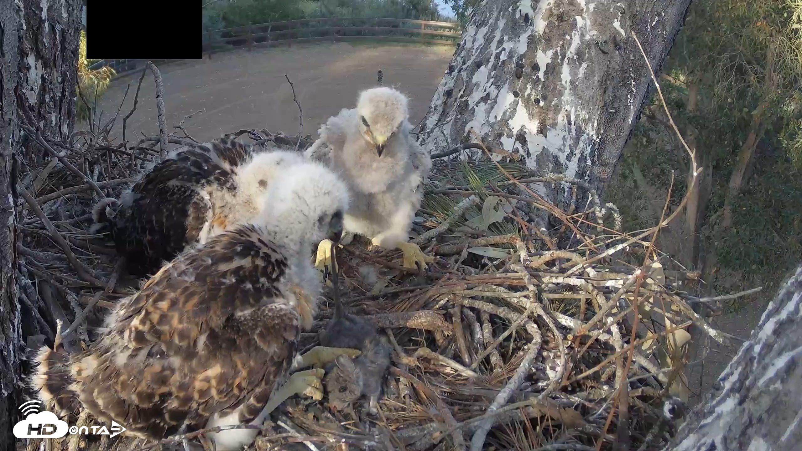 Snapshot of Red-Tailed Hawk Live Webcam taken Apr 19, 2026, 5:39pm PDT