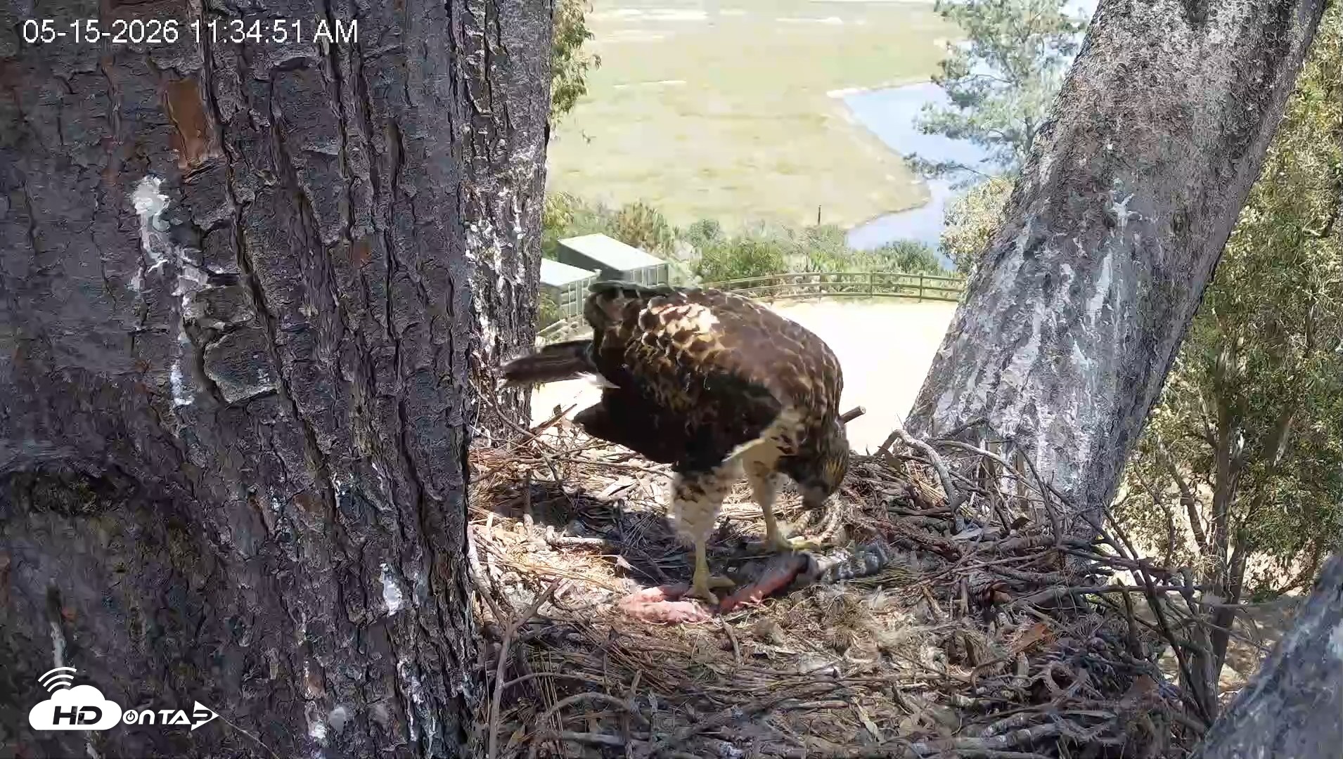 Snapshot of Red-Tailed Hawk Live Webcam taken May 15, 2026, 12:38pm PDT