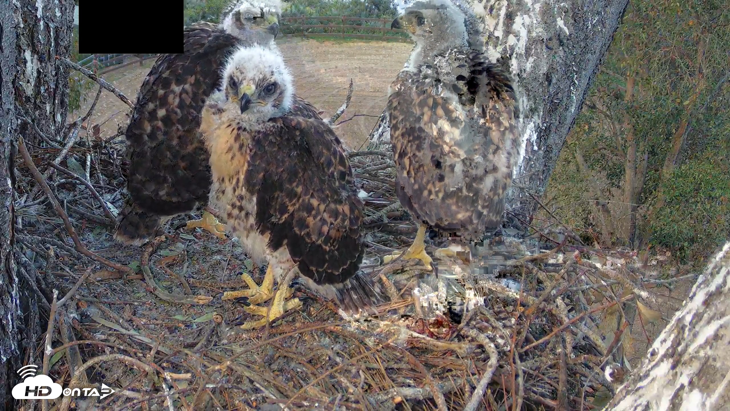 Snapshot of Red-Tailed Hawk Live Webcam taken Apr 23, 2026, 6:38pm PDT