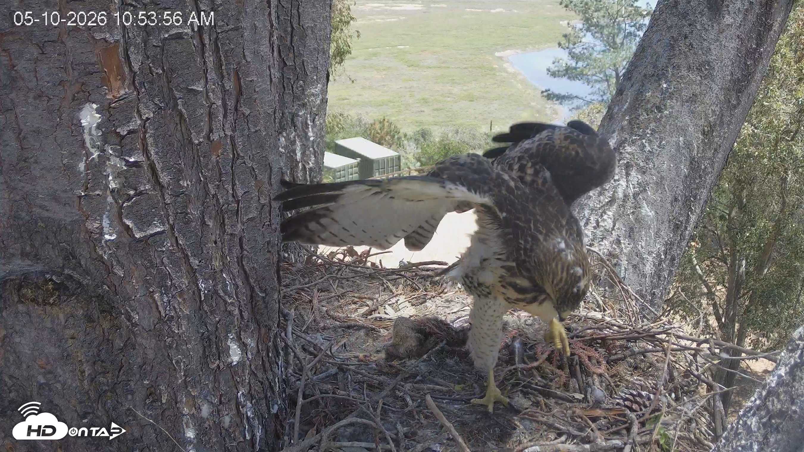 Snapshot of Red-Tailed Hawk Live Webcam taken May 10, 2026, 11:54am PDT