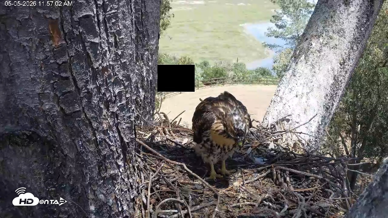 Snapshot of Red-Tailed Hawk Live Webcam taken May 5, 2026, 1:00pm PDT