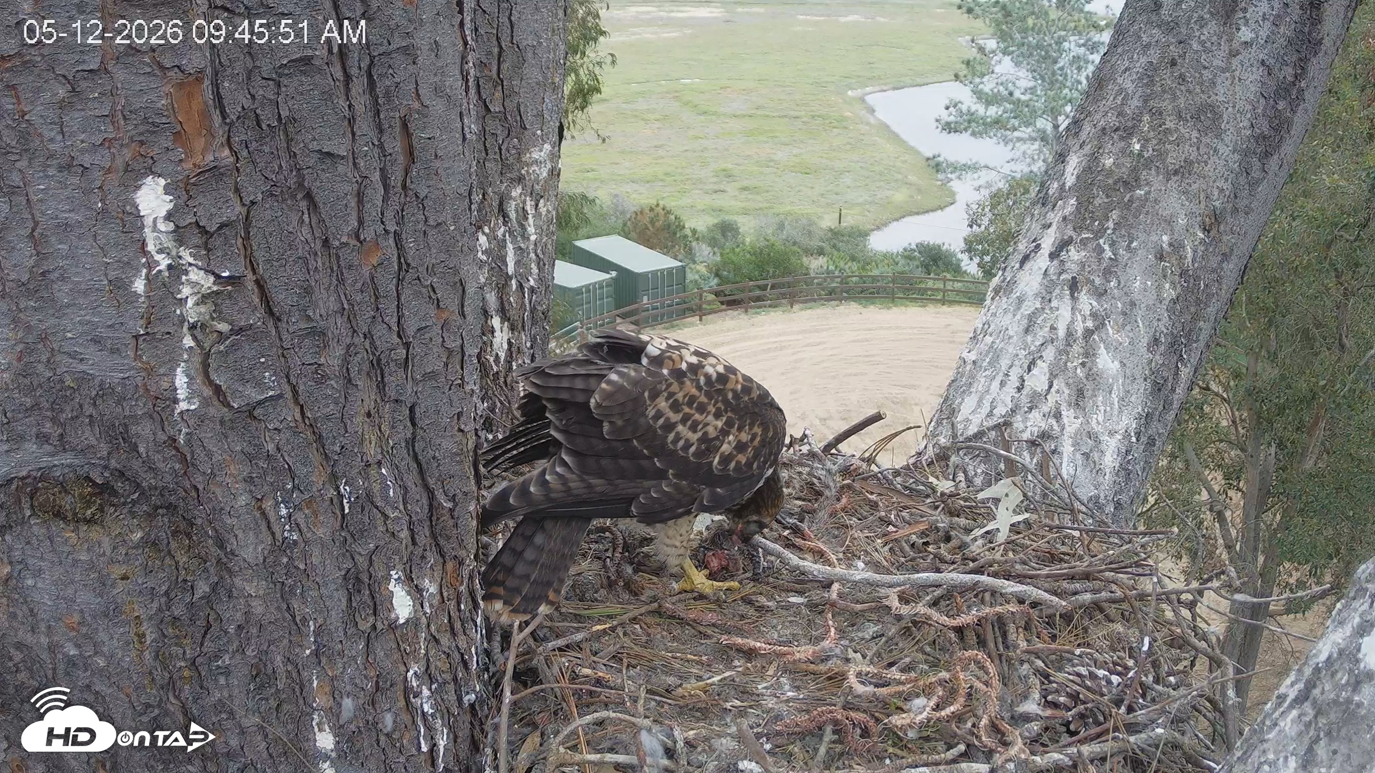 Snapshot of Red-Tailed Hawk Live Webcam taken May 12, 2026, 10:49am PDT