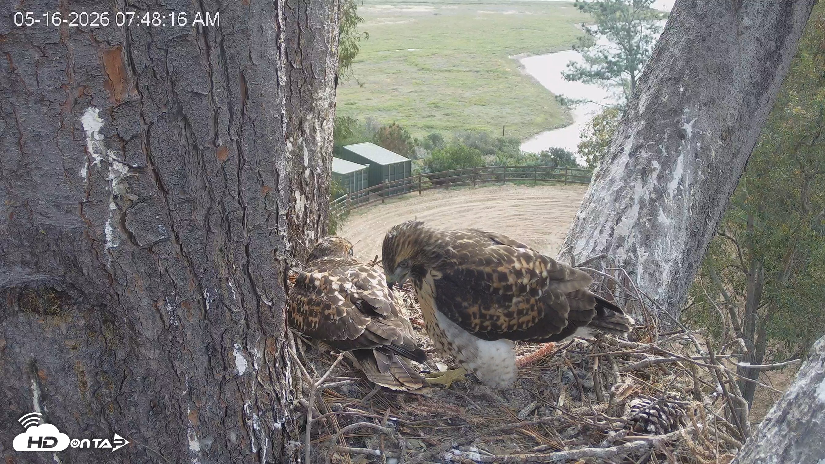 Snapshot of Red-Tailed Hawk Live Webcam taken May 16, 2026, 8:51am PDT