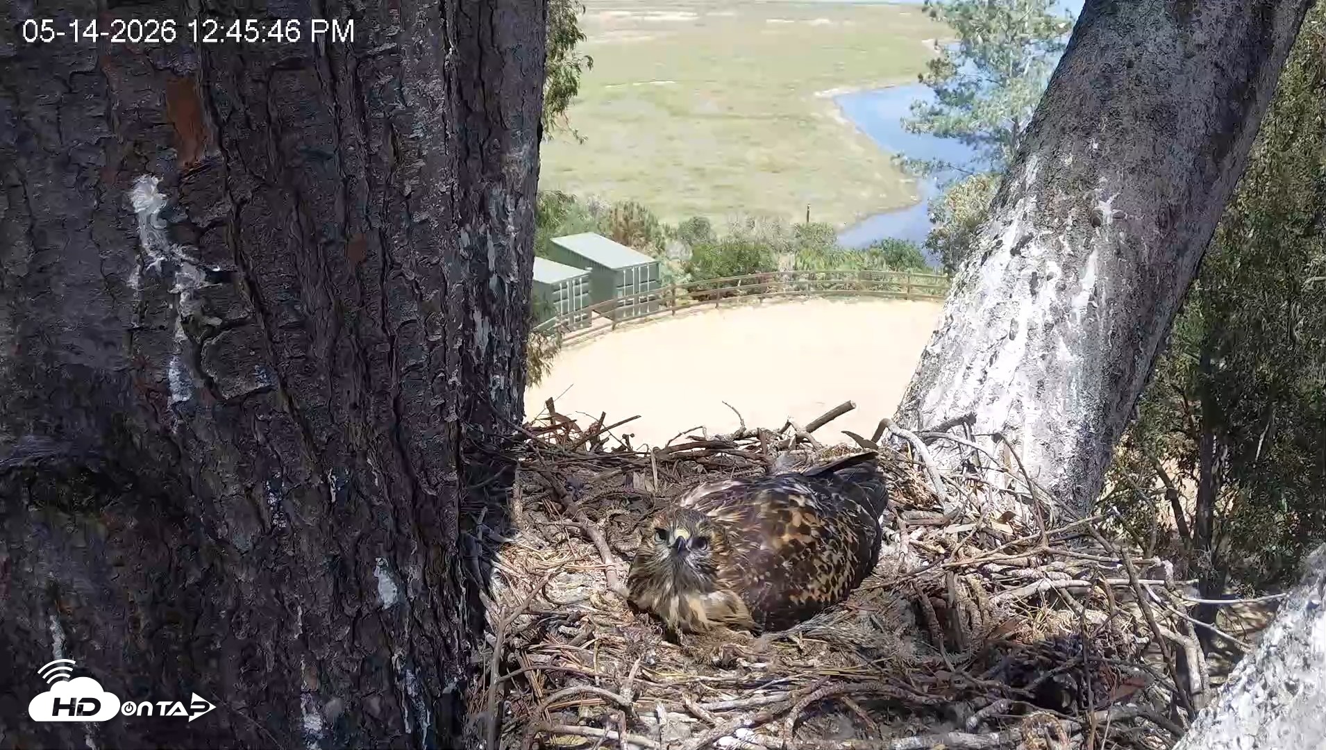 Snapshot of Red-Tailed Hawk Live Webcam taken May 14, 2026, 1:46pm PDT