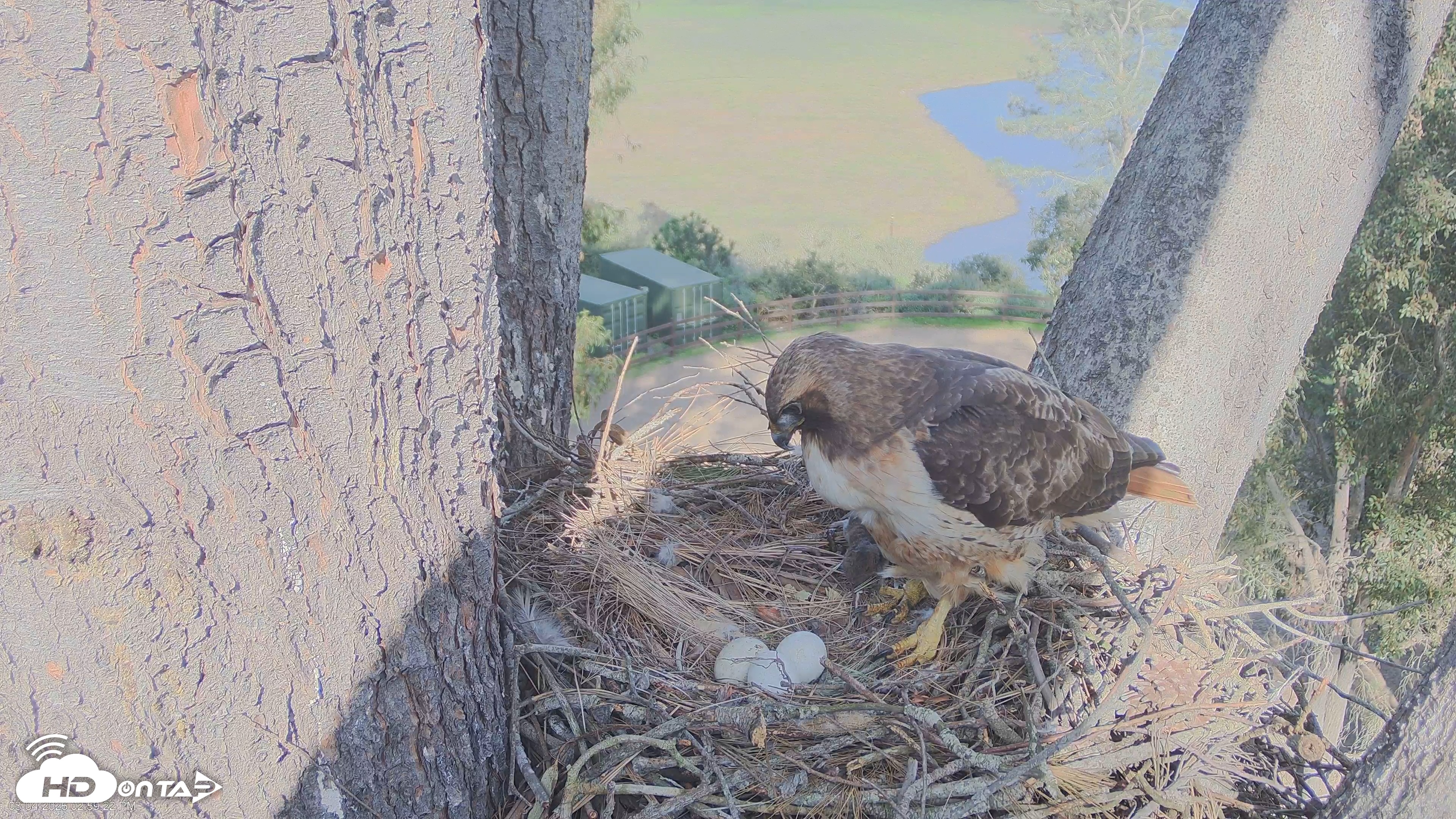 Snapshot of Red-Tailed Hawk Live Webcam taken Mar 4, 2026, 3:01pm PST