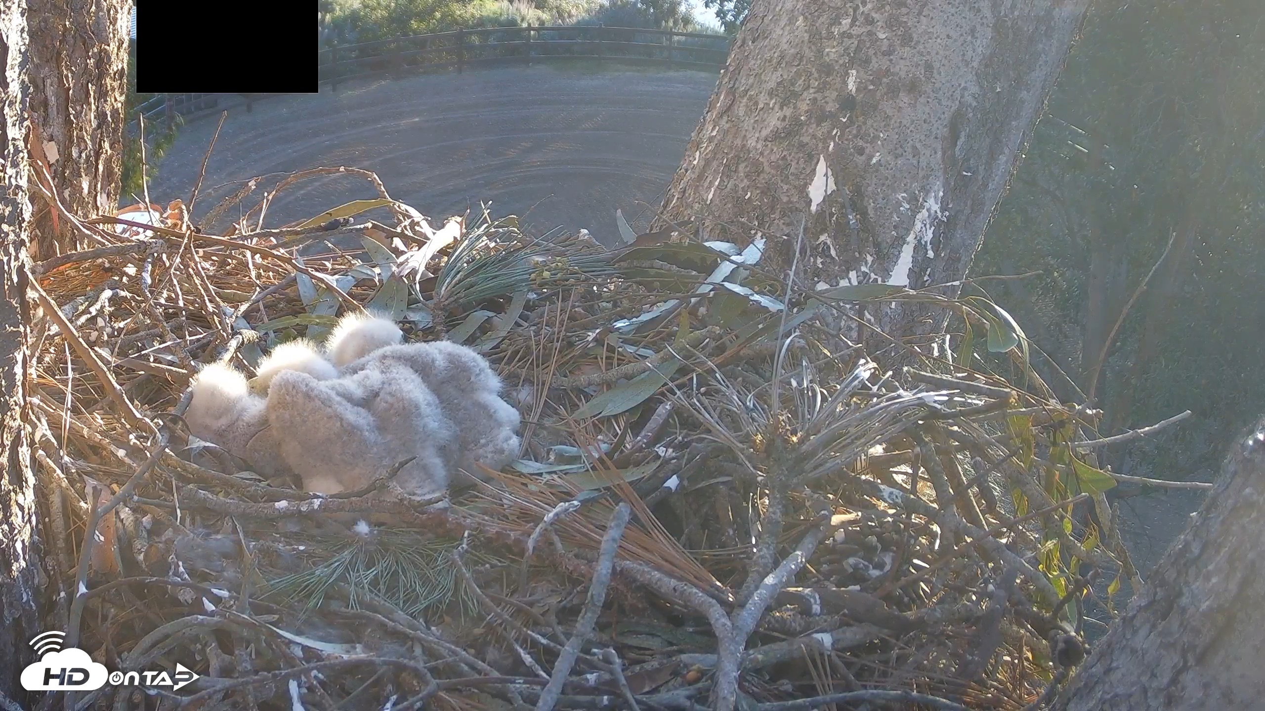 Snapshot of Red-Tailed Hawk Live Webcam taken Apr 4, 2026, 6:57am PDT