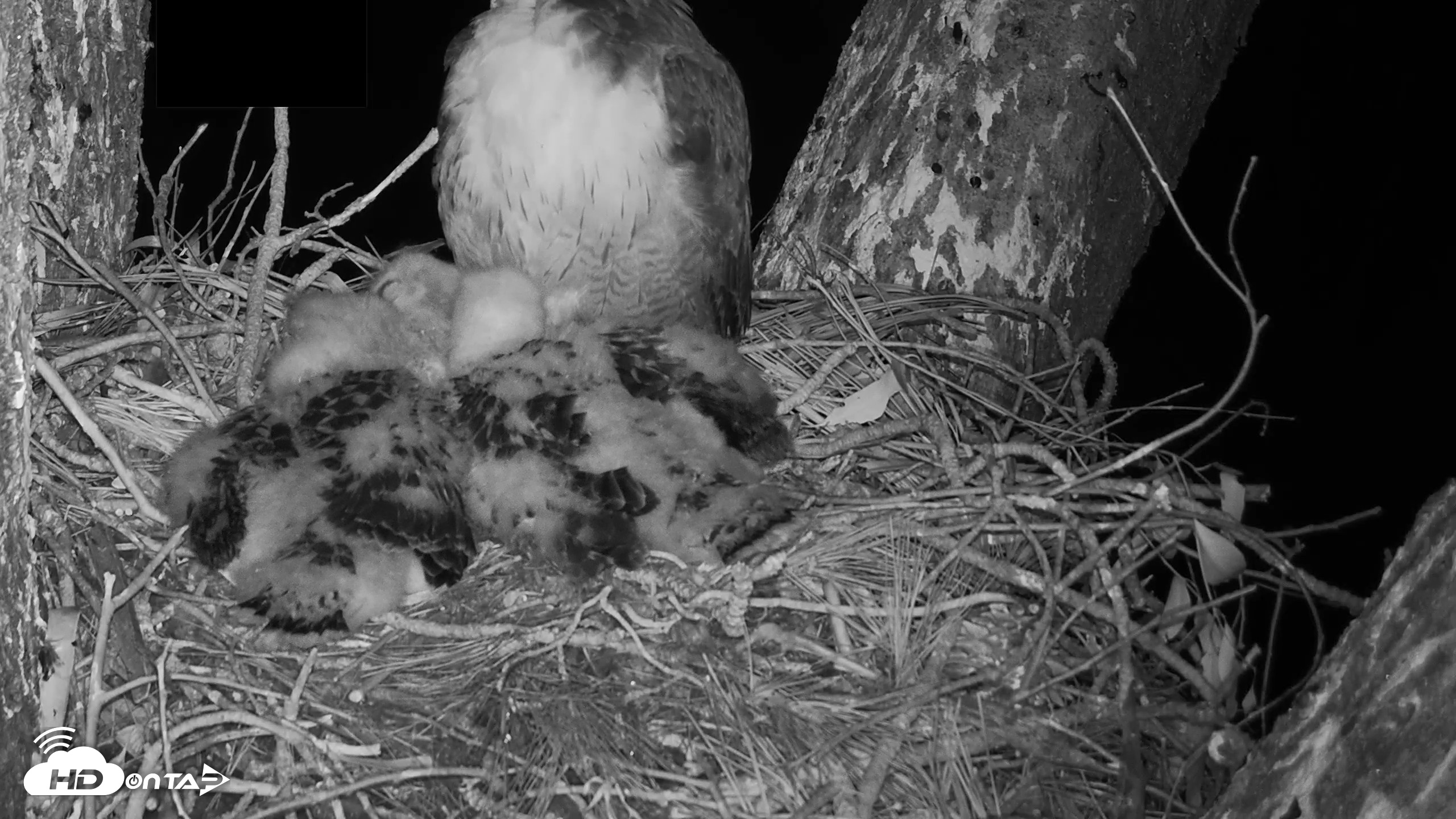 Snapshot of Red-Tailed Hawk Live Webcam taken Apr 16, 2026, 10:08pm PDT