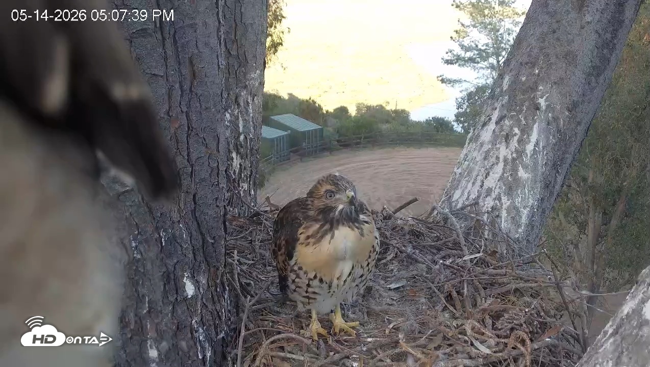 Snapshot of Red-Tailed Hawk Live Webcam taken May 14, 2026, 6:11pm PDT