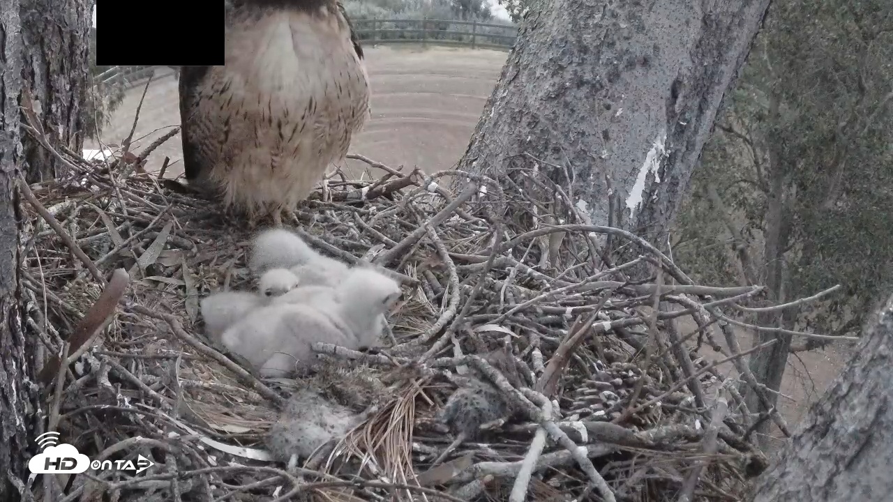 Snapshot of Red-Tailed Hawk Live Webcam taken Apr 1, 2026, 6:28am PDT
