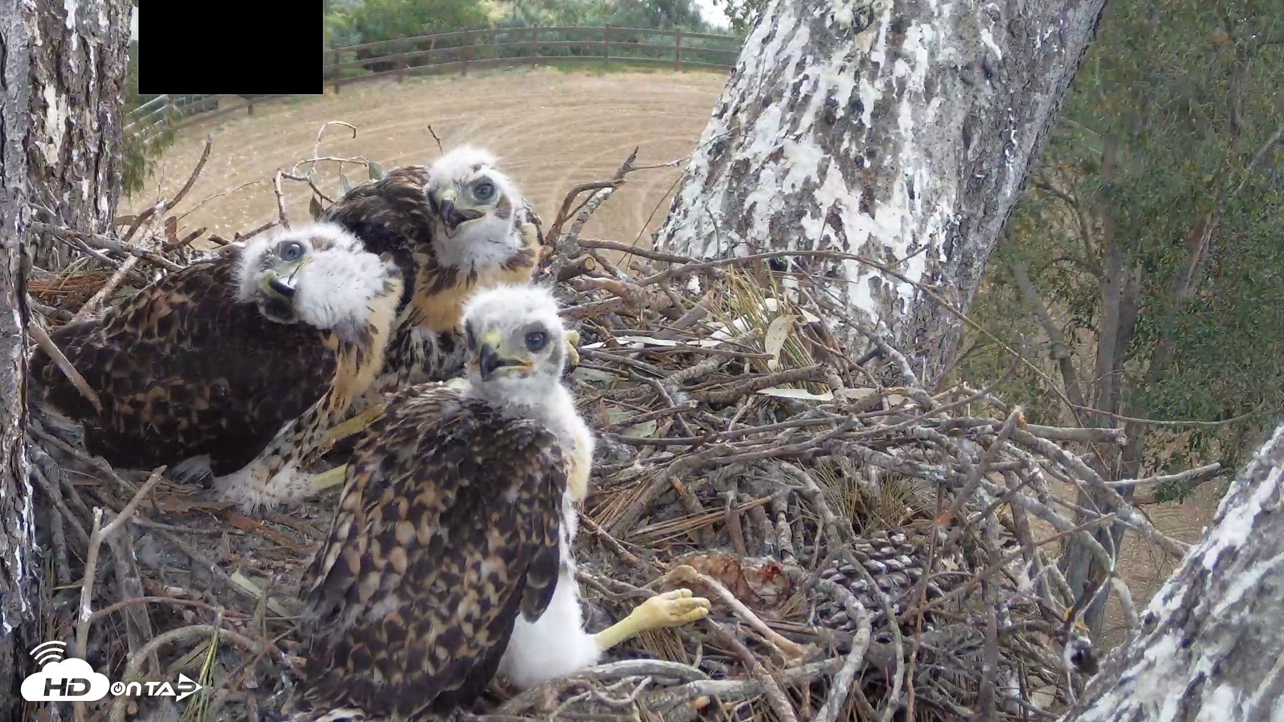 Snapshot of Red-Tailed Hawk Live Webcam taken Apr 25, 2026, 9:37am PDT