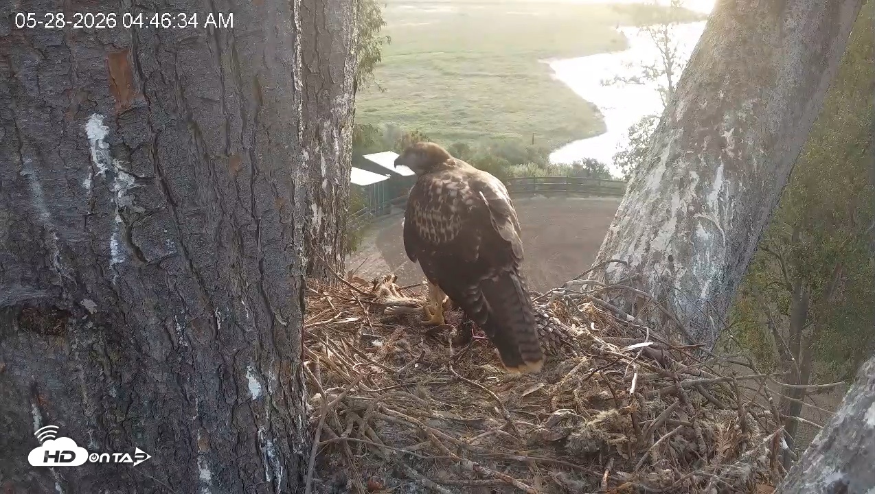 Snapshot of Red-Tailed Hawk Live Webcam taken May 28, 2026, 5:50am PDT