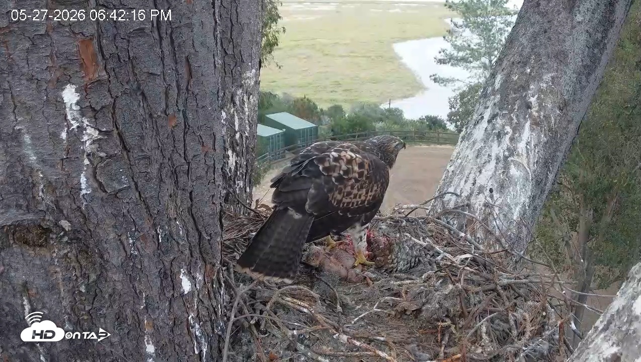 Snapshot of Red-Tailed Hawk Live Webcam taken May 27, 2026, 7:45pm PDT