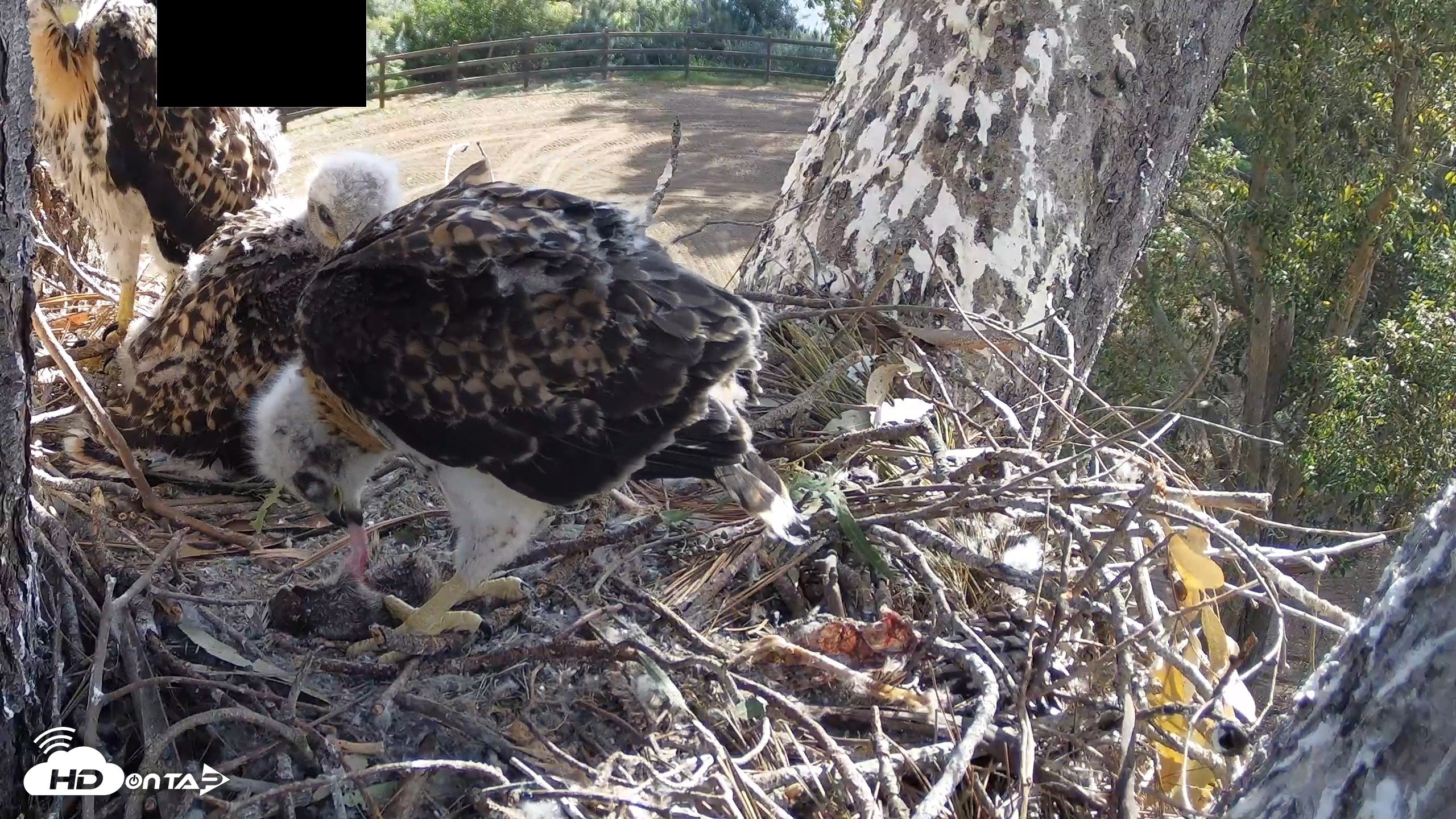 Snapshot of Red-Tailed Hawk Live Webcam taken Apr 23, 2026, 9:10am PDT