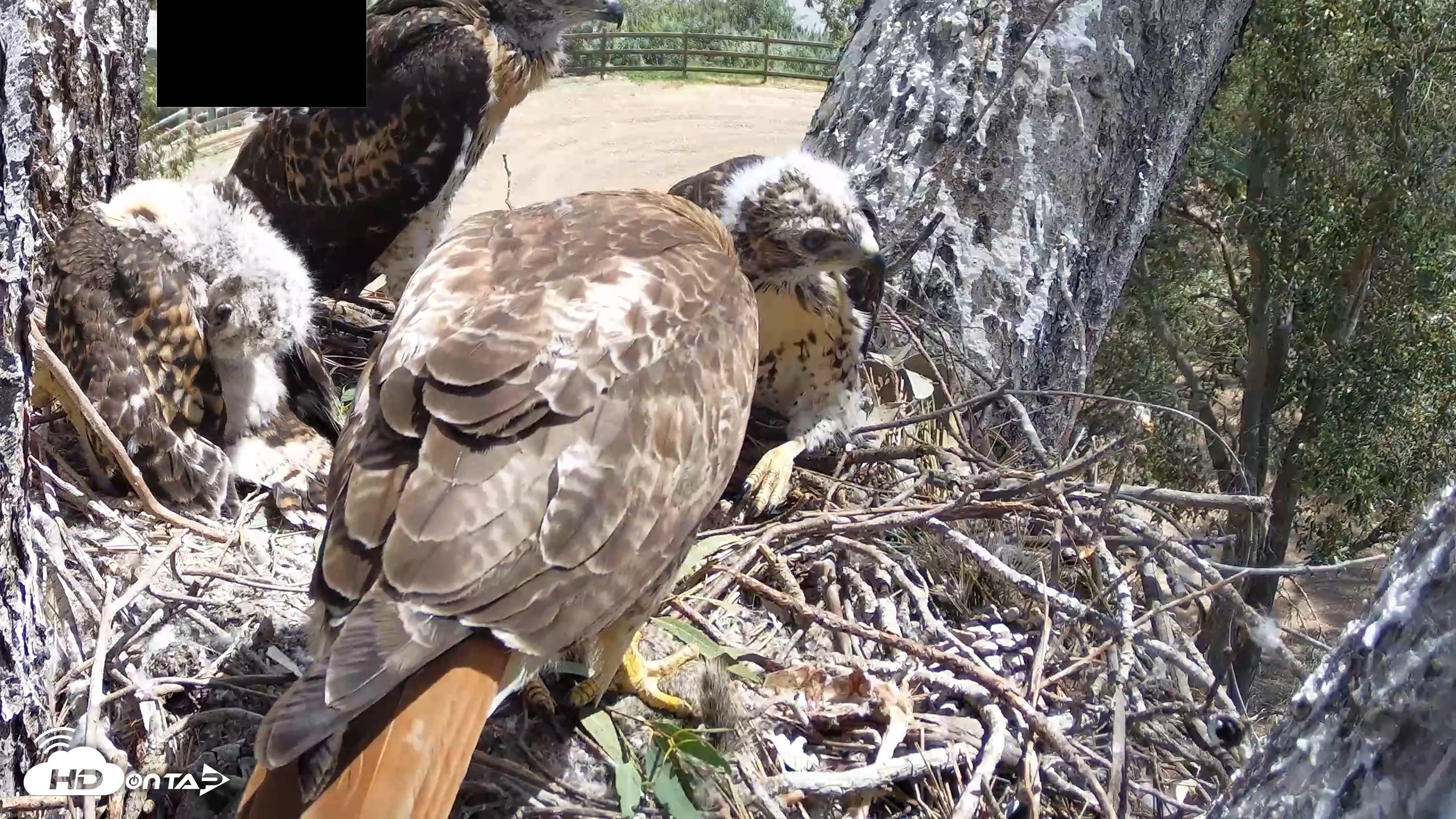 Snapshot of Red-Tailed Hawk Live Webcam taken Apr 27, 2026, 11:26am PDT