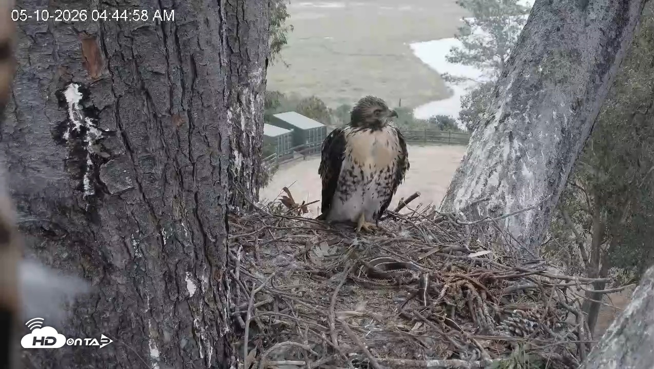 Snapshot of Red-Tailed Hawk Live Webcam taken May 10, 2026, 5:49am PDT