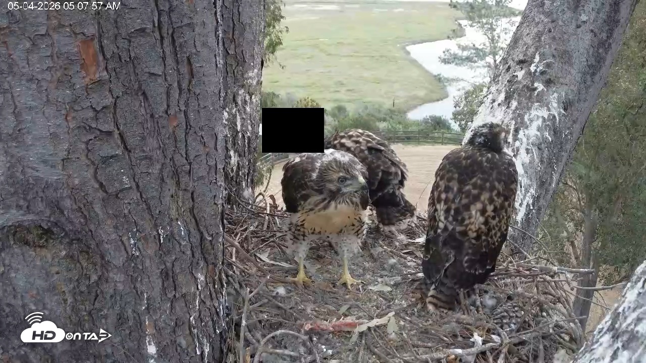 Snapshot of Red-Tailed Hawk Live Webcam taken May 4, 2026, 6:11am PDT