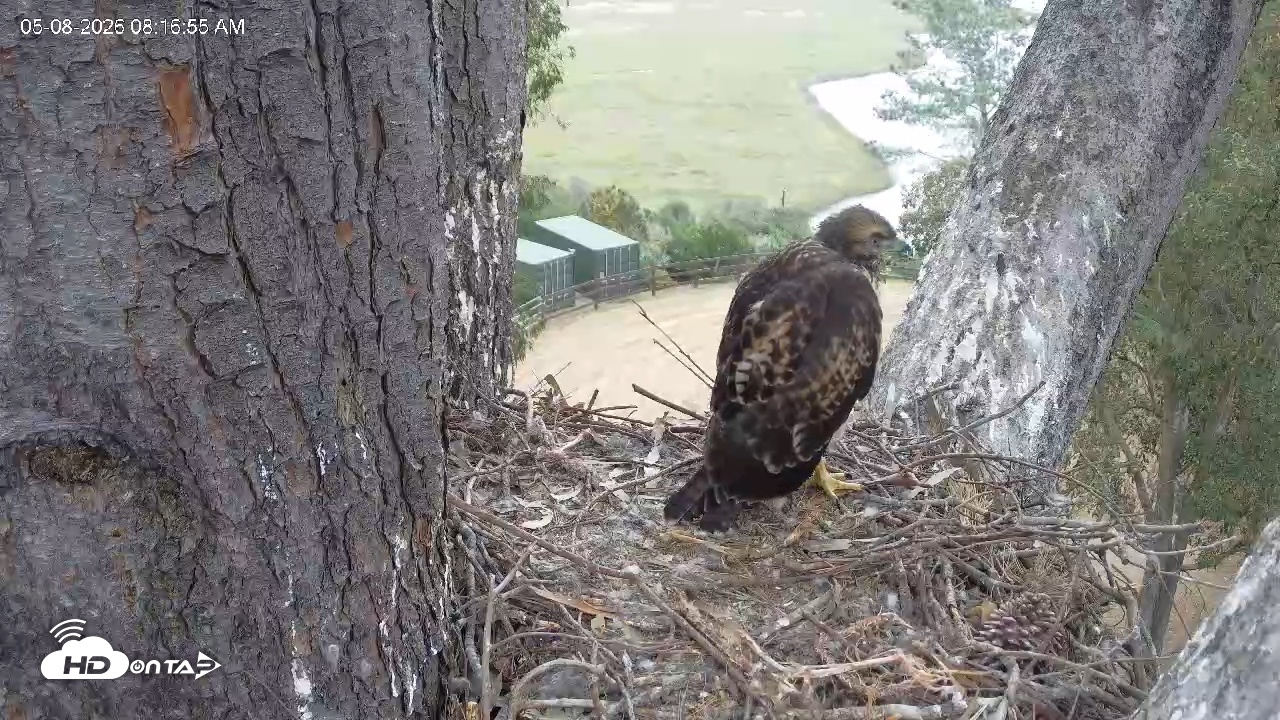 Snapshot of Red-Tailed Hawk Live Webcam taken May 8, 2026, 9:18am PDT
