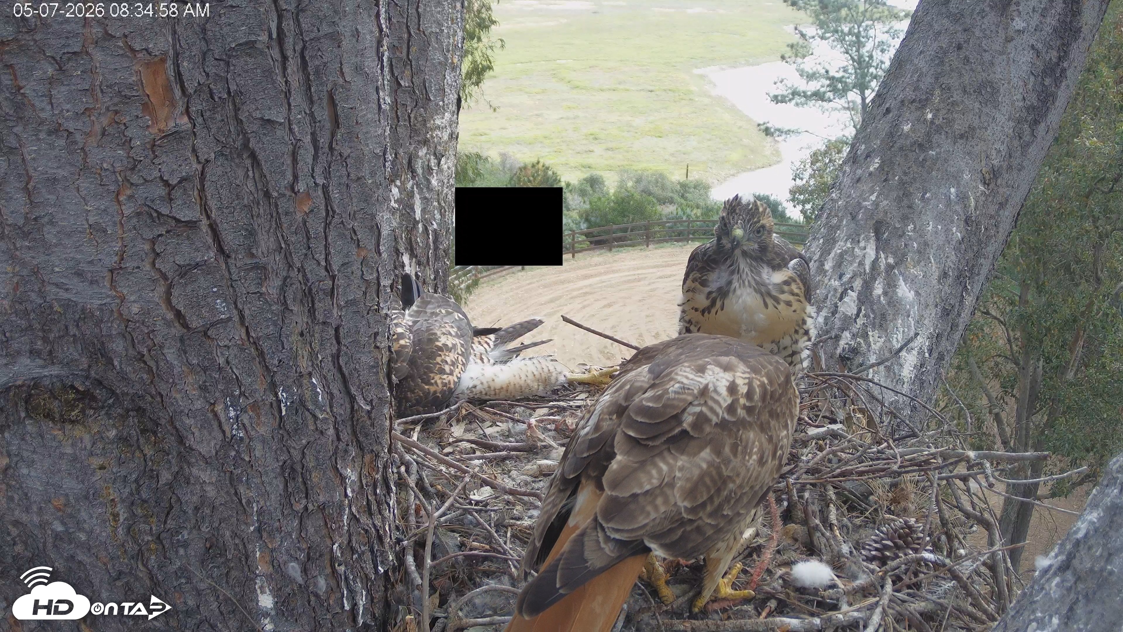 Snapshot of Red-Tailed Hawk Live Webcam taken May 7, 2026, 9:38am PDT