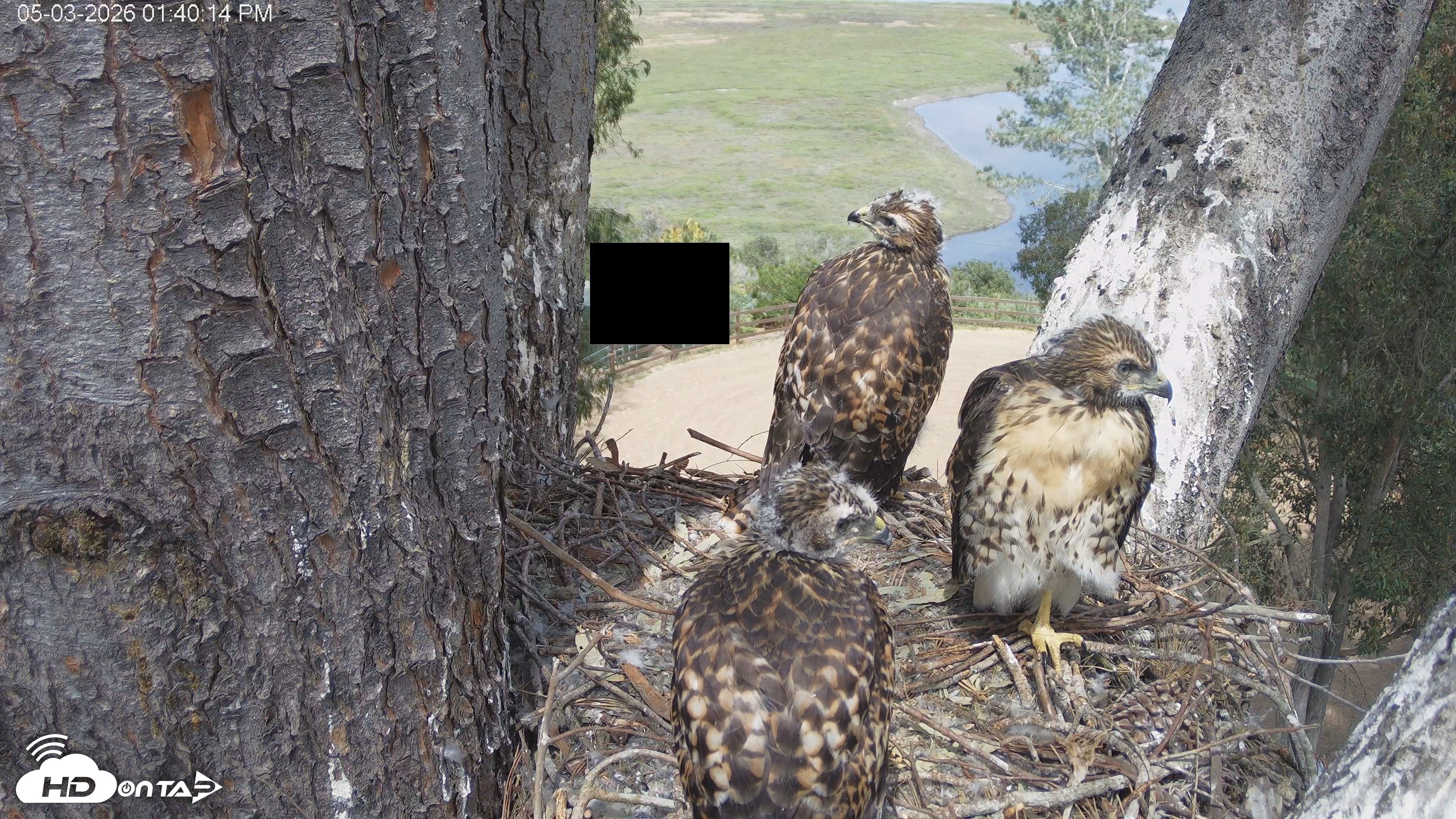 Snapshot of Red-Tailed Hawk Live Webcam taken May 3, 2026, 2:43pm PDT