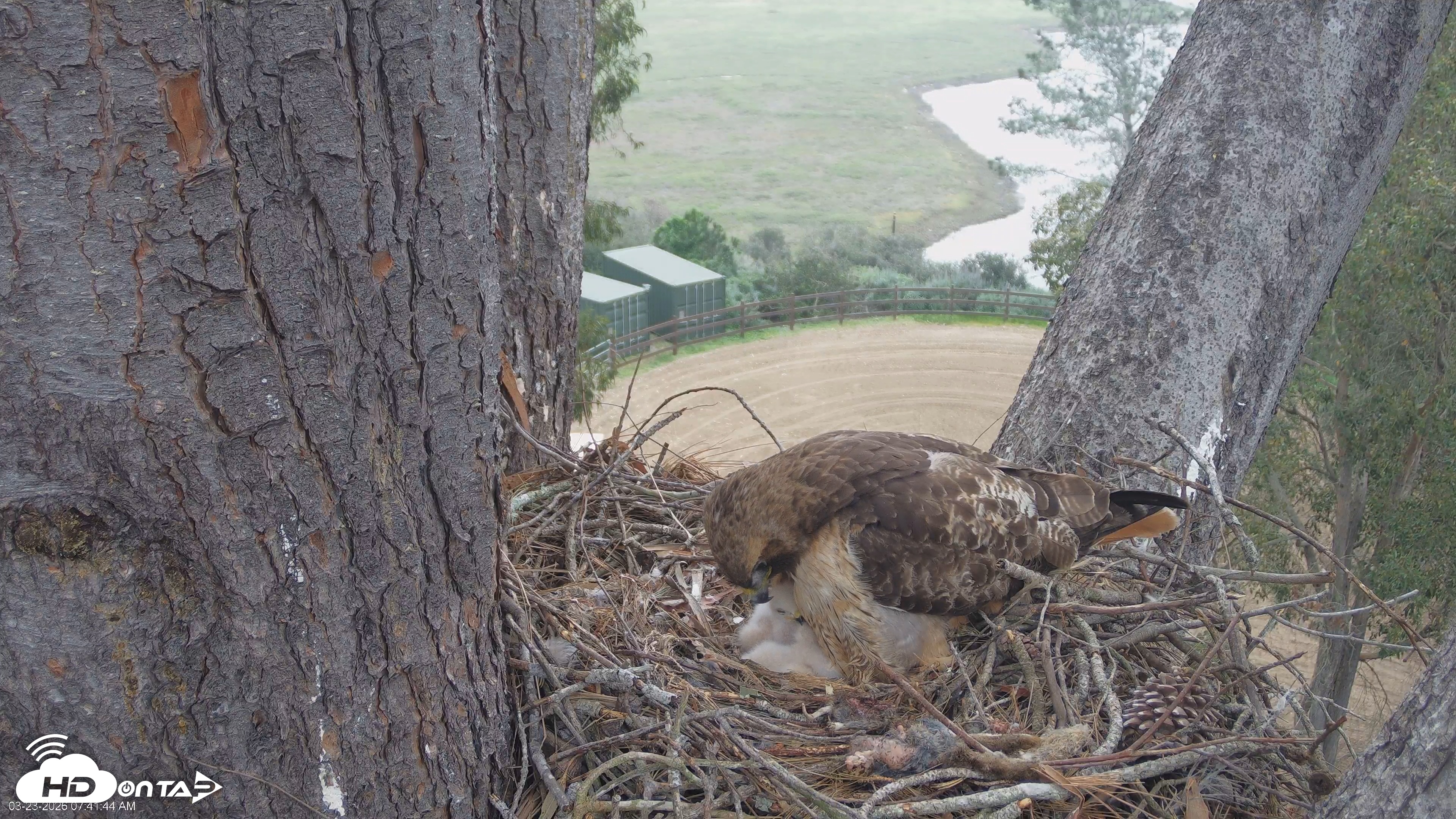 Snapshot of Red-Tailed Hawk Live Webcam taken Mar 23, 2026, 8:44am PDT