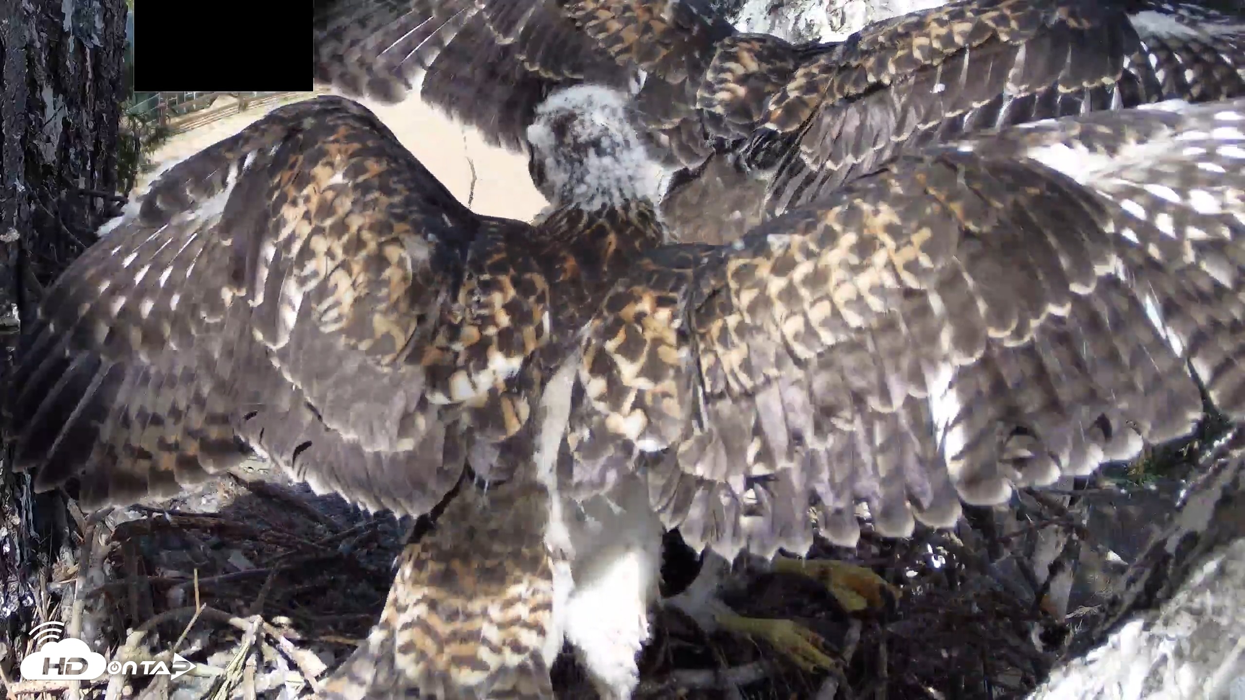 Snapshot of Red-Tailed Hawk Live Webcam taken Apr 26, 2026, 2:48pm PDT