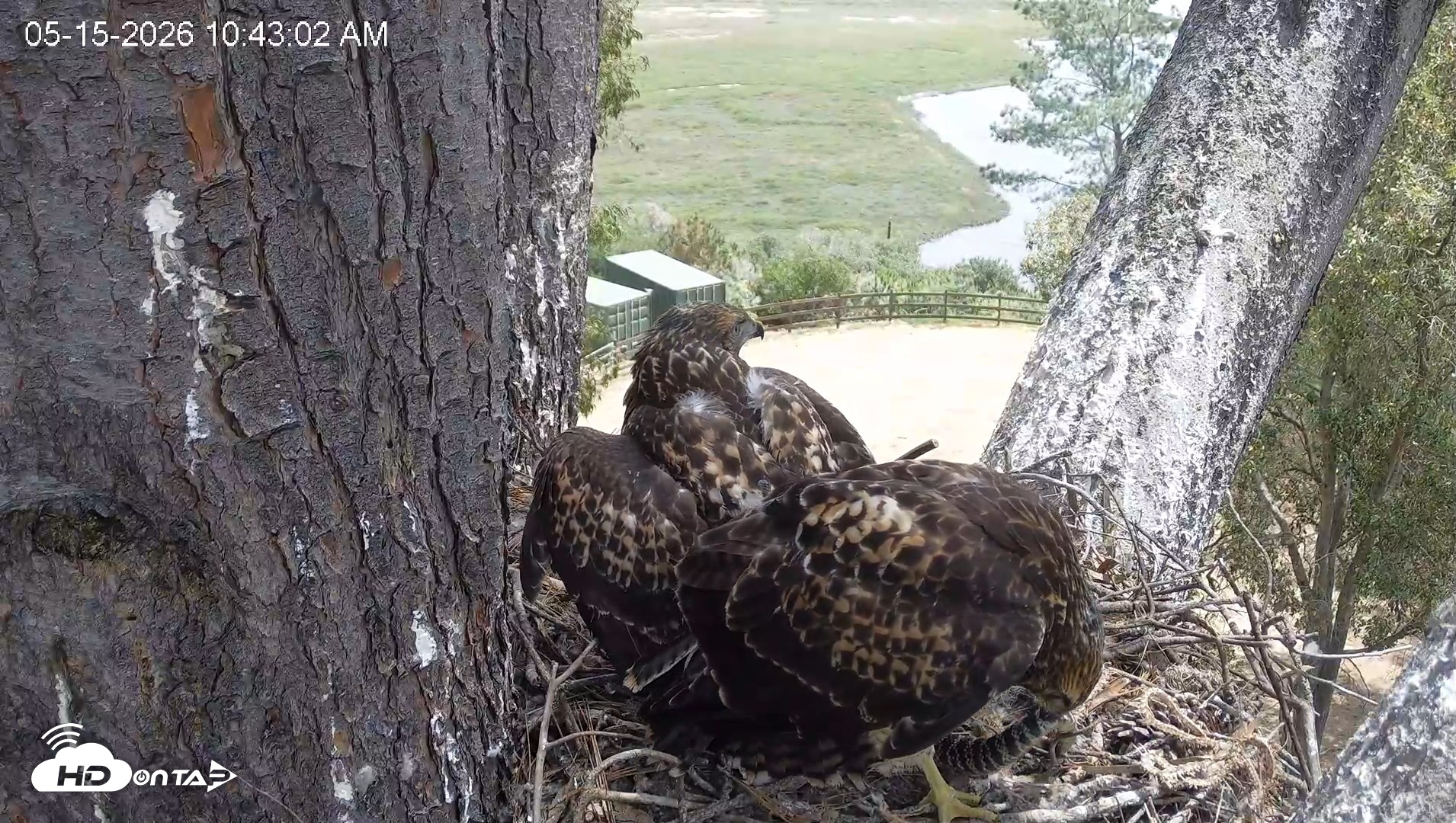 Snapshot of Red-Tailed Hawk Live Webcam taken May 15, 2026, 11:44am PDT