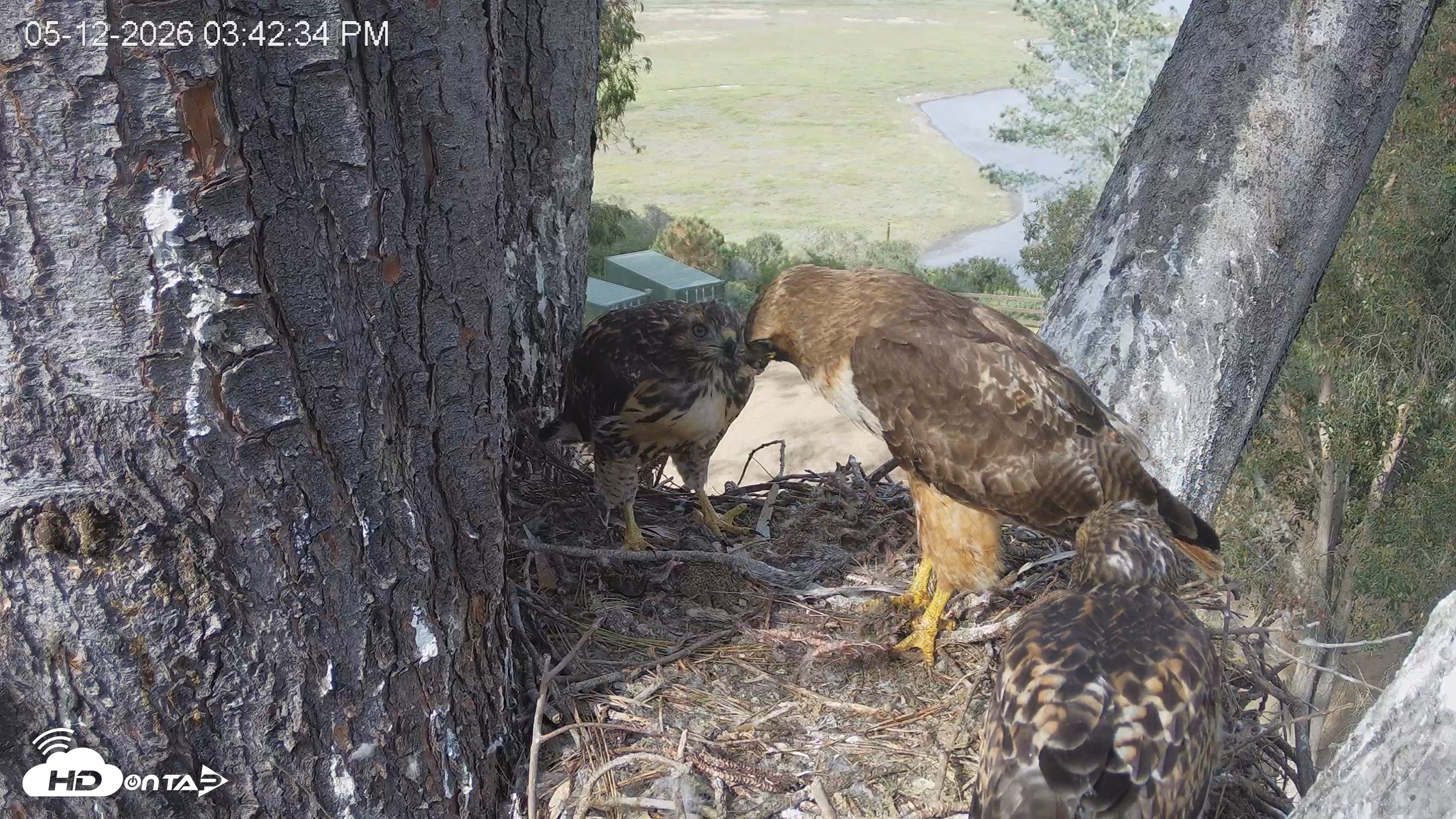 Snapshot of Red-Tailed Hawk Live Webcam taken May 12, 2026, 4:43pm PDT