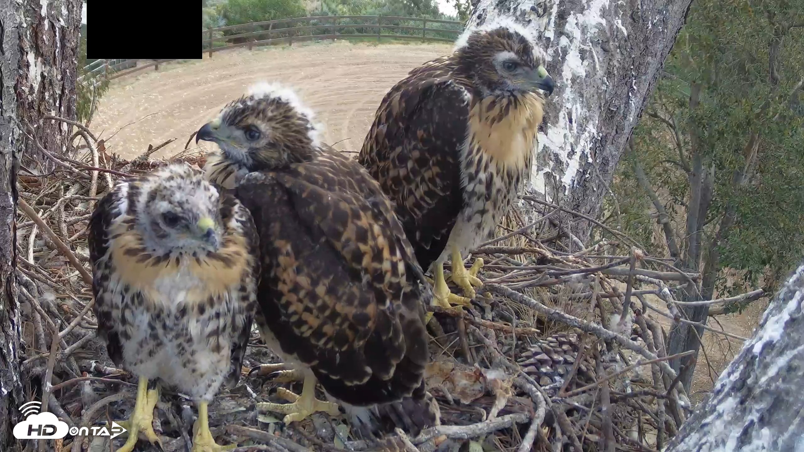 Snapshot of Red-Tailed Hawk Live Webcam taken Apr 30, 2026, 7:43am PDT