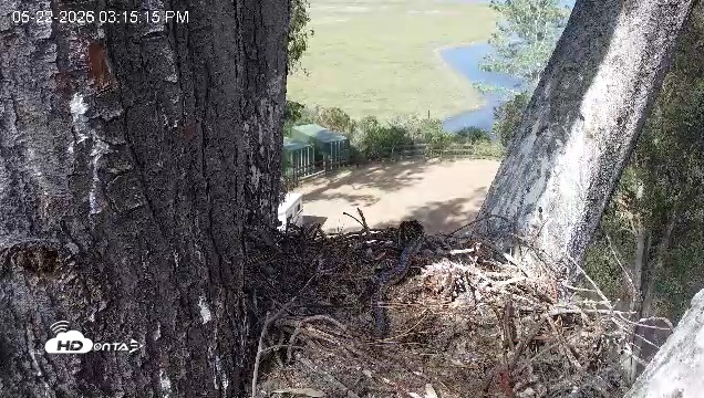 Snapshot of Red-Tailed Hawk Live Webcam taken May 22, 2026, 4:16pm PDT