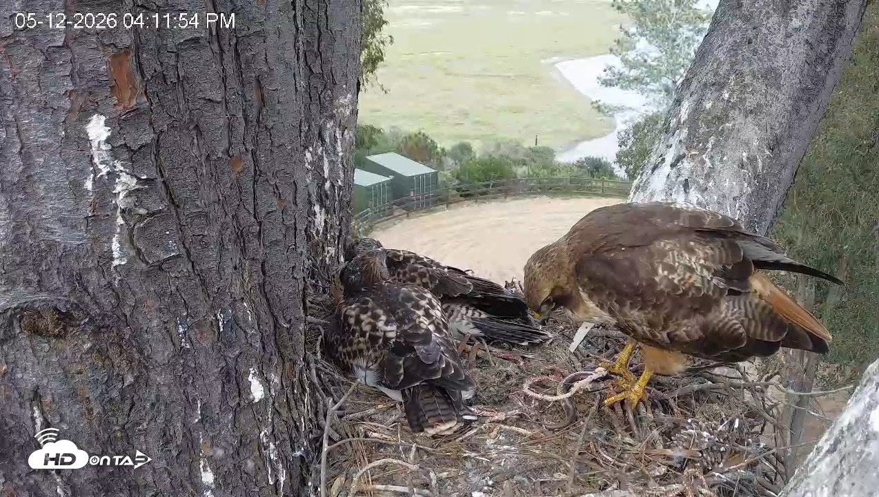 Snapshot of Red-Tailed Hawk Live Webcam taken May 12, 2026, 5:12pm PDT
