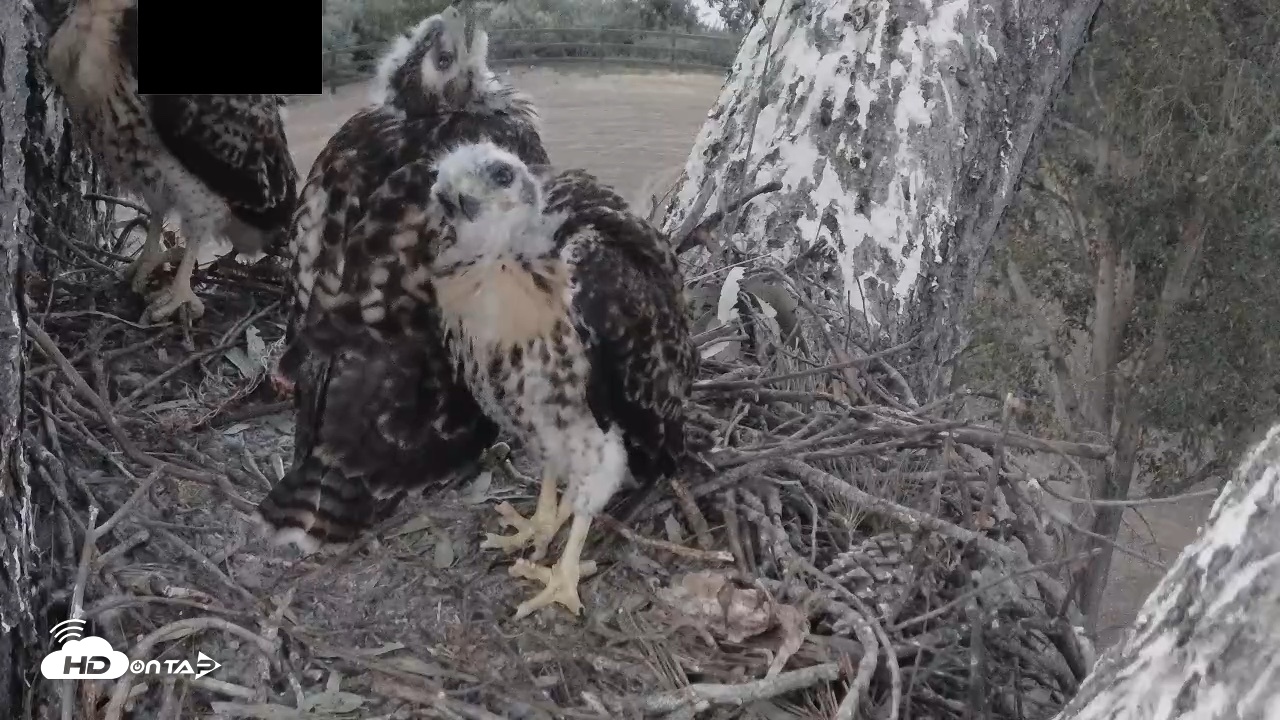 Snapshot of Red-Tailed Hawk Live Webcam taken Apr 28, 2026, 7:42pm PDT