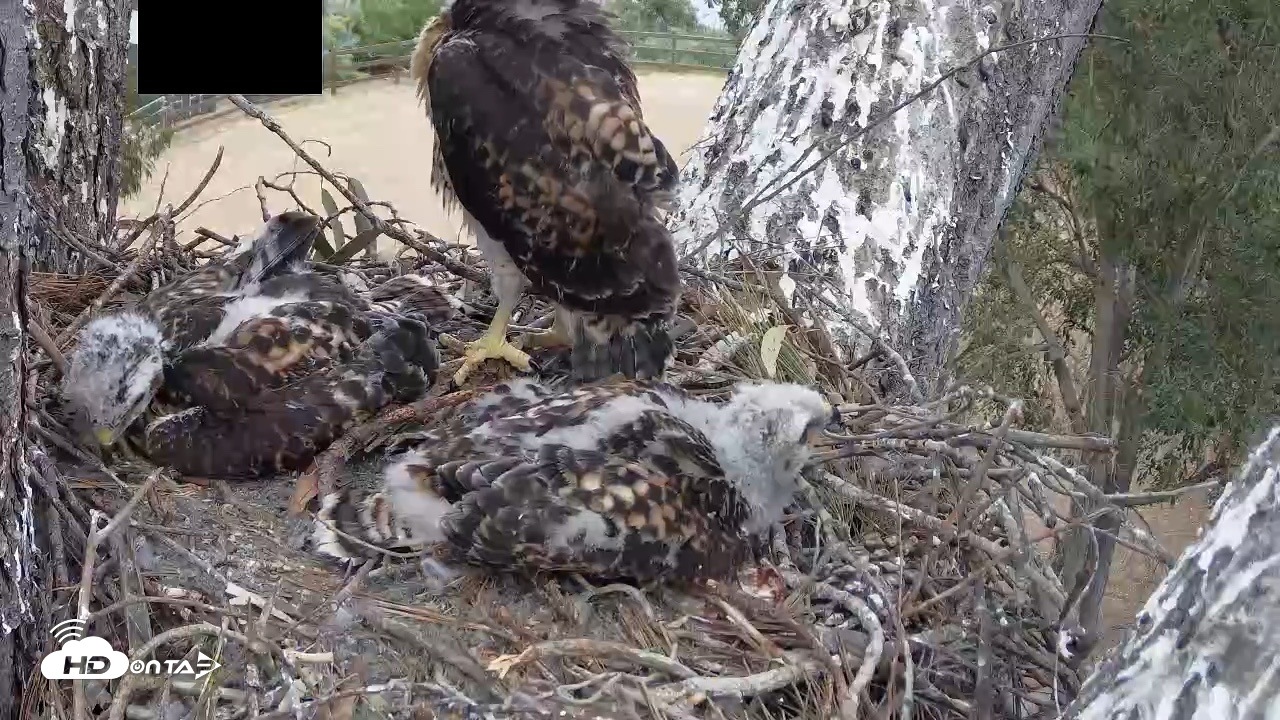 Snapshot of Red-Tailed Hawk Live Webcam taken Apr 25, 2026, 3:25pm PDT