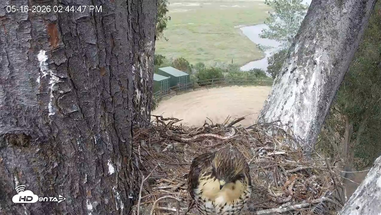 Snapshot of Red-Tailed Hawk Live Webcam taken May 16, 2026, 3:47pm PDT