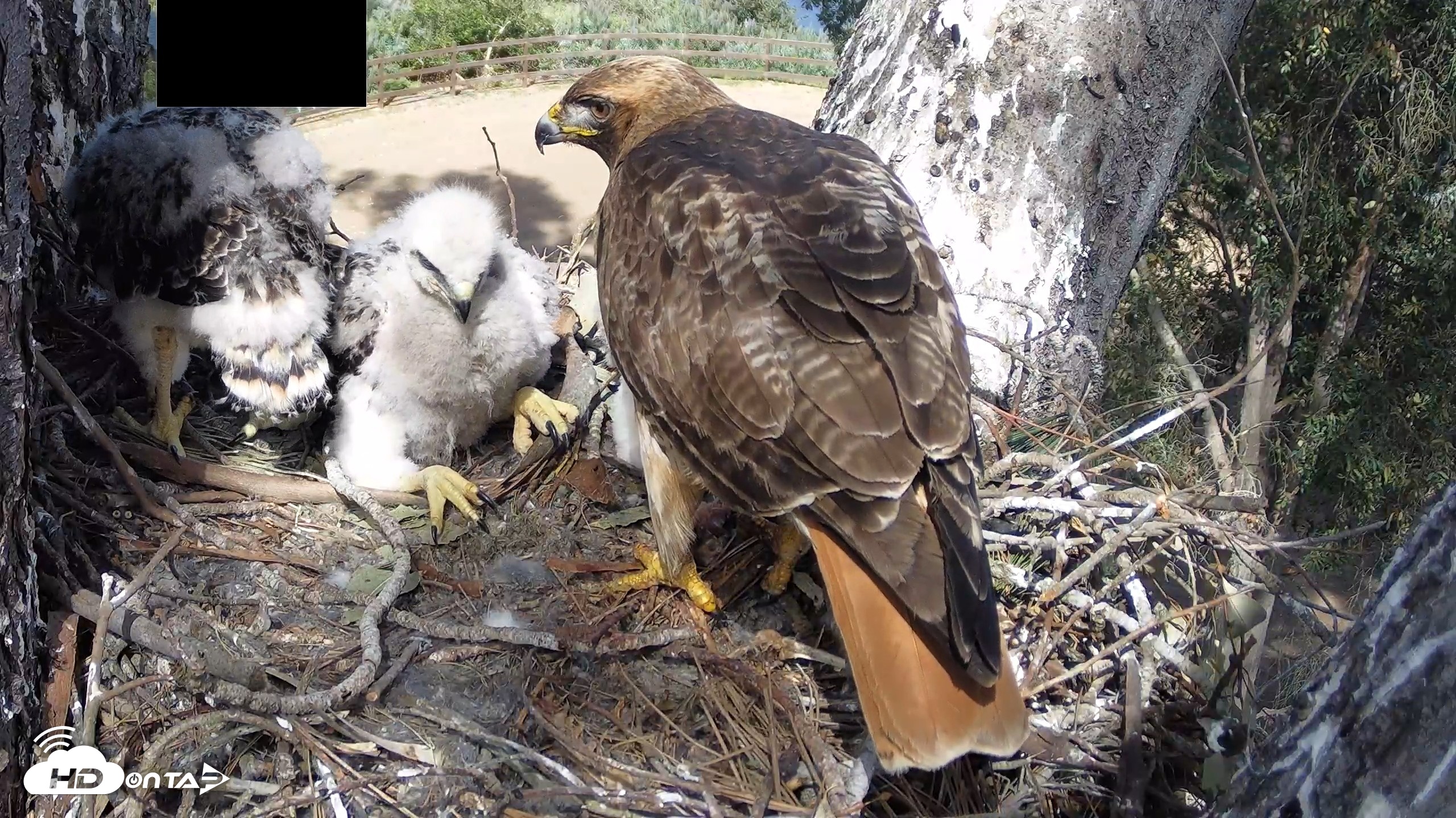 Snapshot of Red-Tailed Hawk Live Webcam taken Apr 15, 2026, 3:29pm PDT