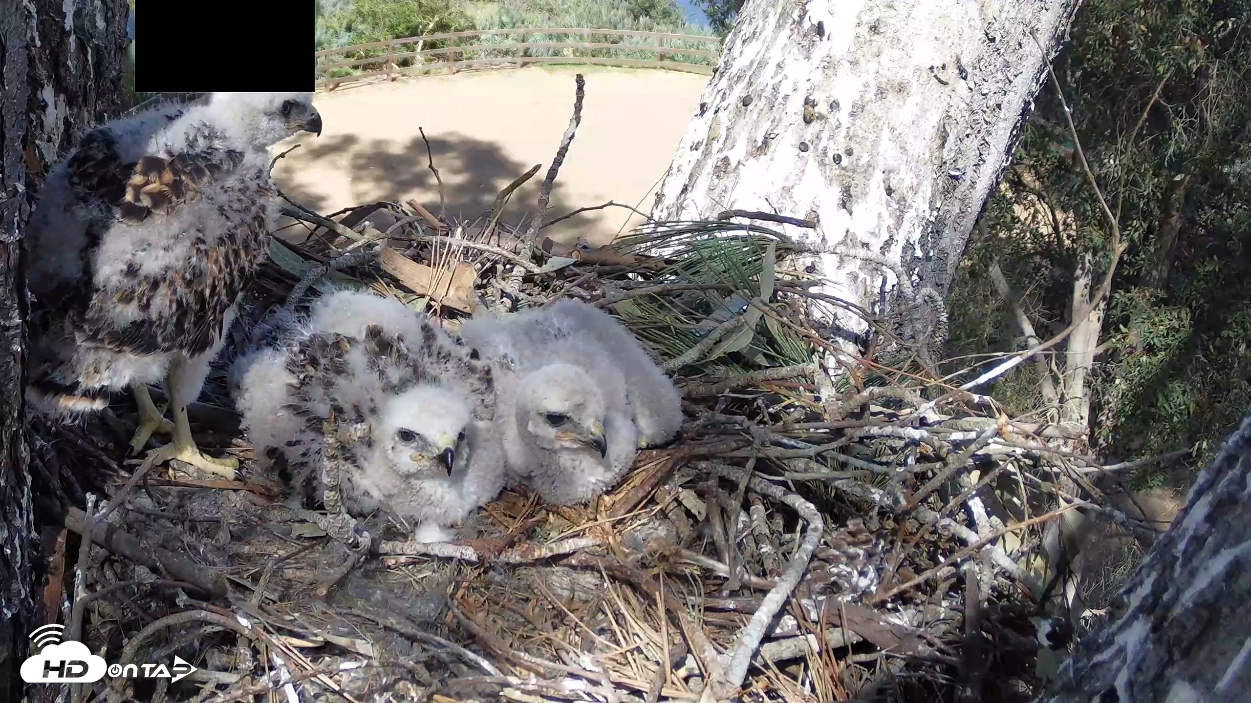 Snapshot of Red-Tailed Hawk Live Webcam taken Apr 15, 2026, 3:35pm PDT