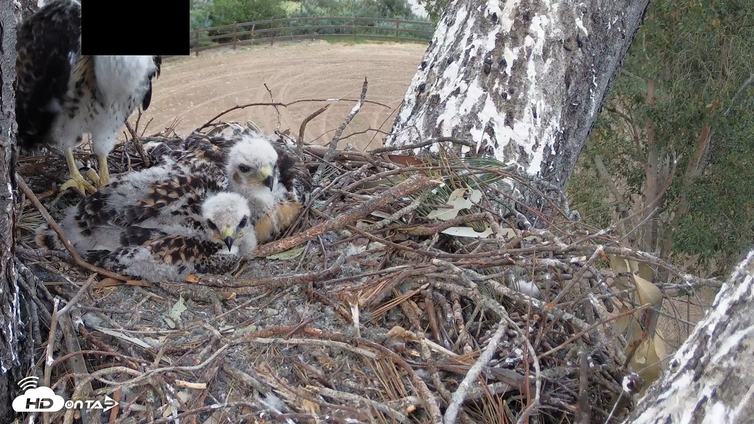 Snapshot of Red-Tailed Hawk Live Webcam taken Apr 21, 2026, 7:12pm PDT
