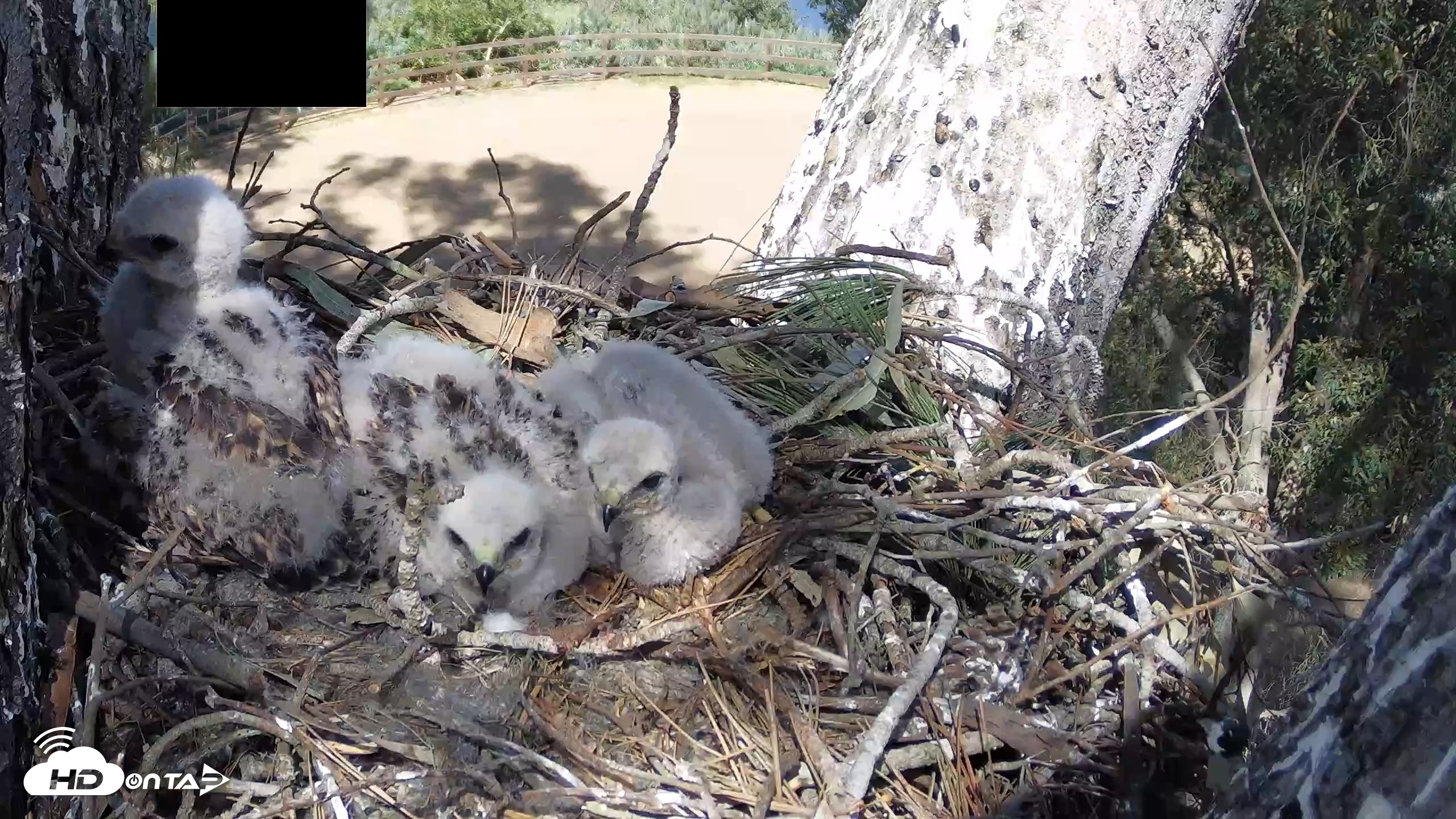 Snapshot of Red-Tailed Hawk Live Webcam taken Apr 15, 2026, 3:35pm PDT