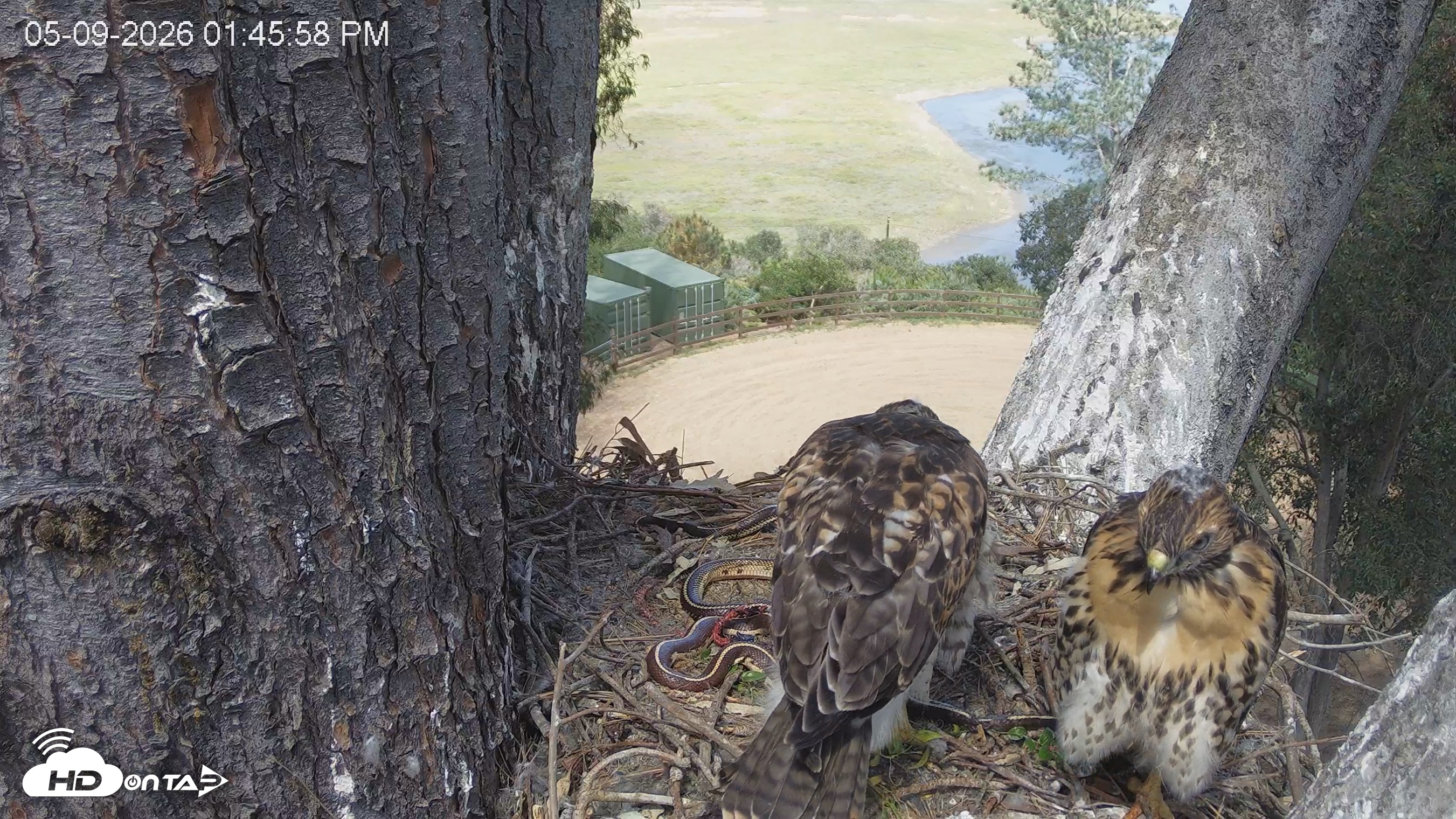 Snapshot of Red-Tailed Hawk Live Webcam taken May 9, 2026, 2:46pm PDT