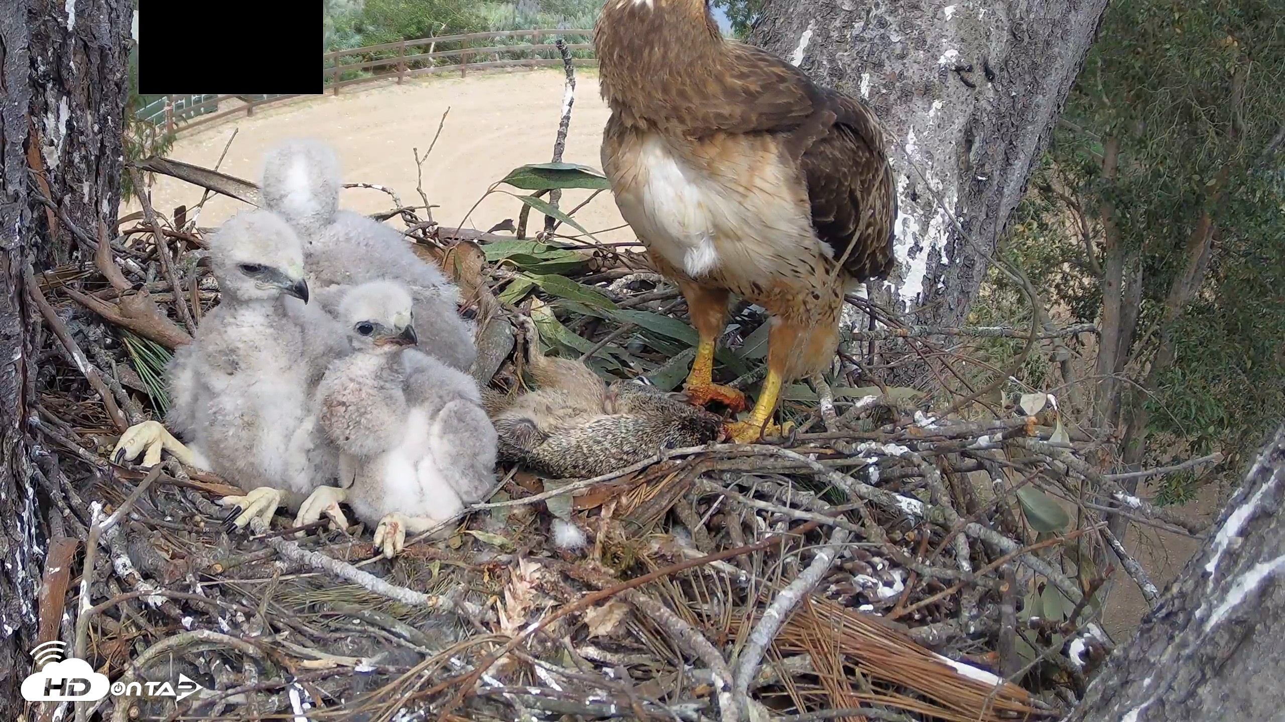 Snapshot of Red-Tailed Hawk Live Webcam taken Apr 10, 2026, 2:36pm PDT