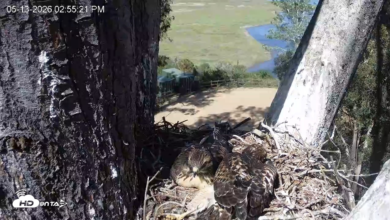 Snapshot of Red-Tailed Hawk Live Webcam taken May 13, 2026, 3:56pm PDT