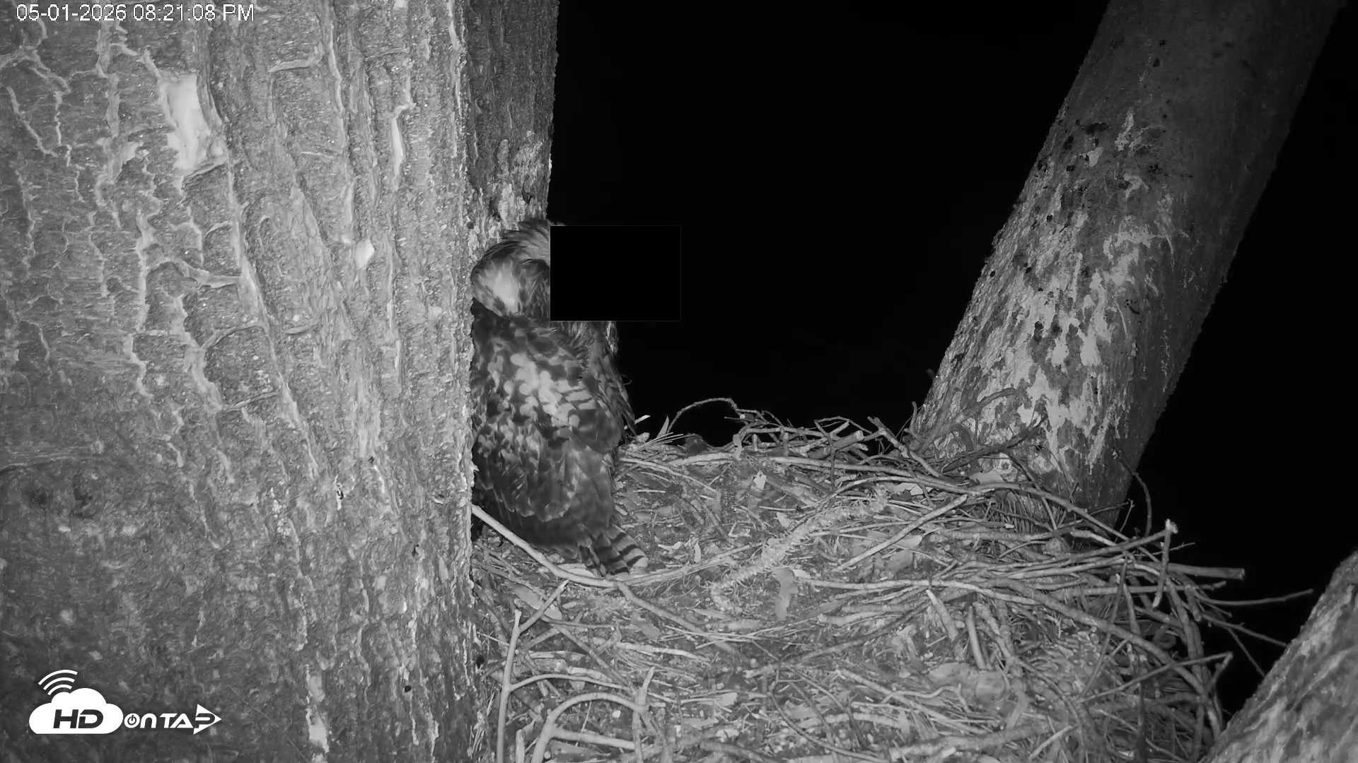 Snapshot of Red-Tailed Hawk Live Webcam taken May 1, 2026, 9:24pm PDT