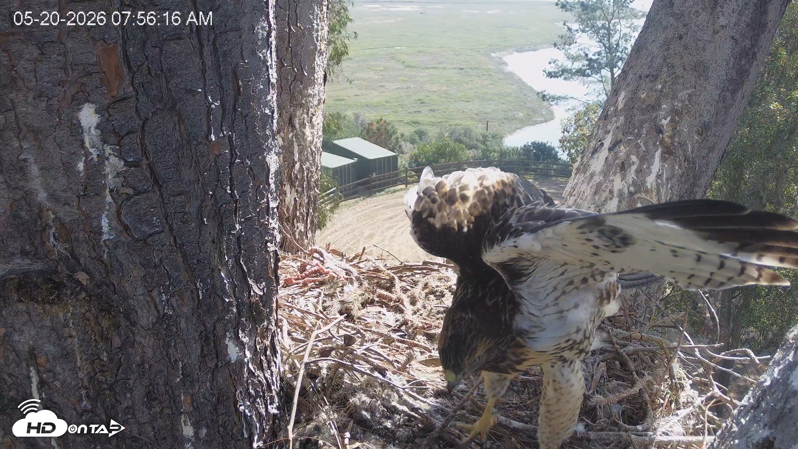 Snapshot of Red-Tailed Hawk Live Webcam taken May 20, 2026, 8:59am PDT