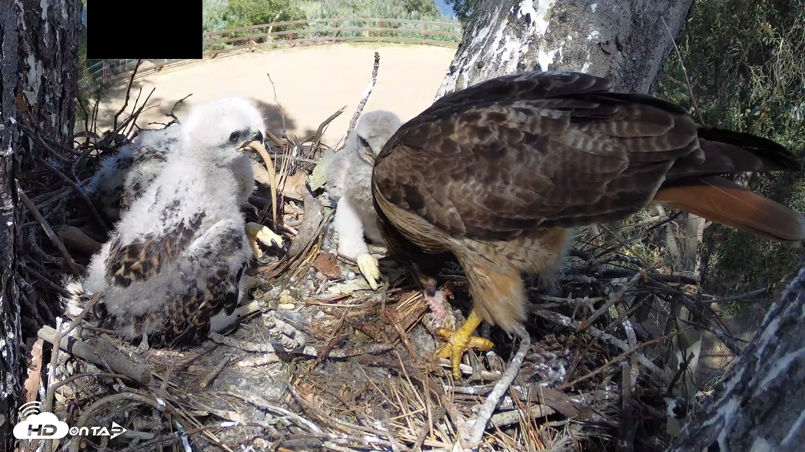 Snapshot of Red-Tailed Hawk Live Webcam taken Apr 15, 2026, 3:23pm PDT