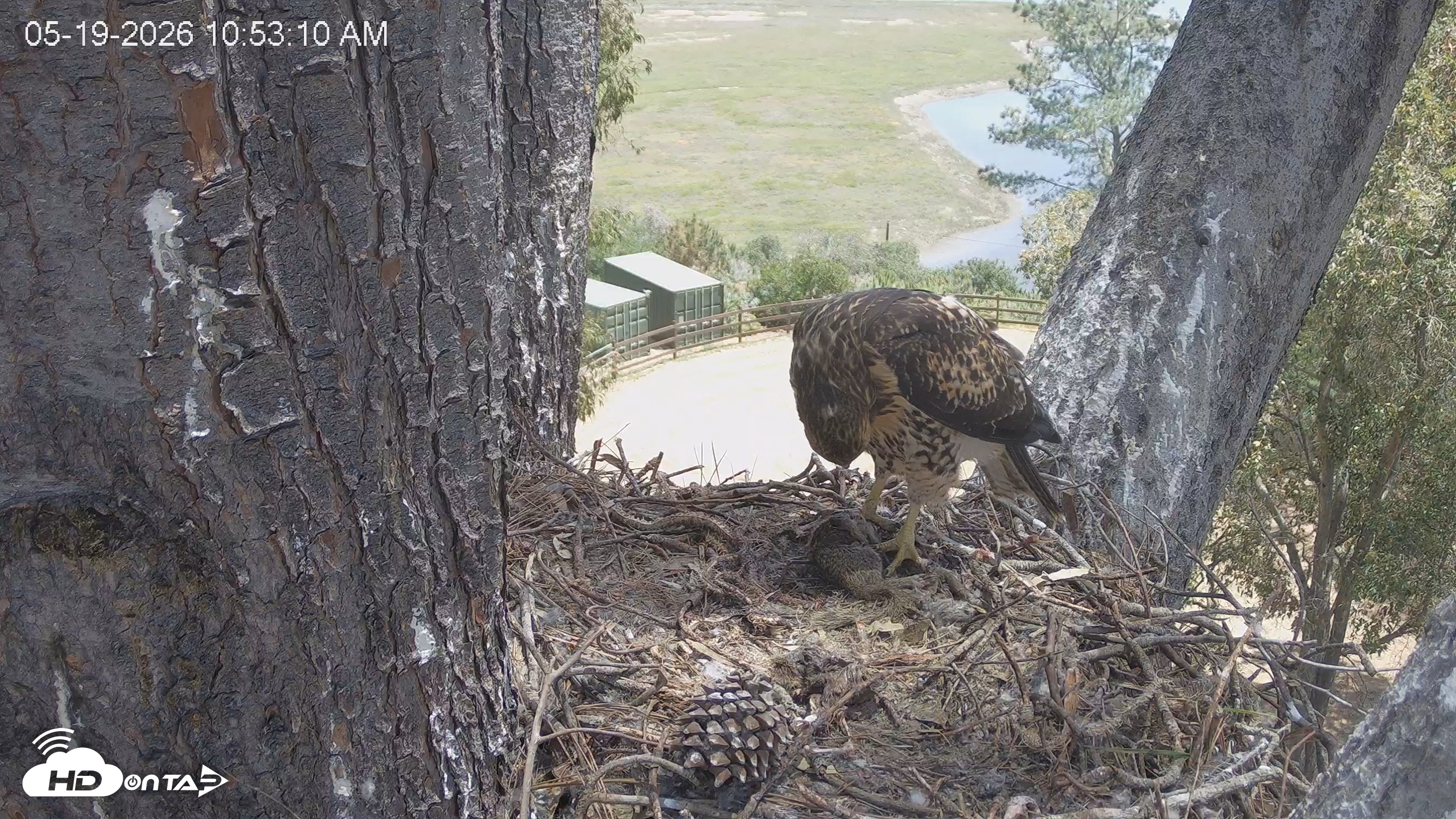 Snapshot of Red-Tailed Hawk Live Webcam taken May 19, 2026, 11:56am PDT